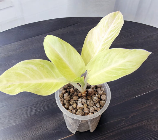 Aglaonema Sundrop