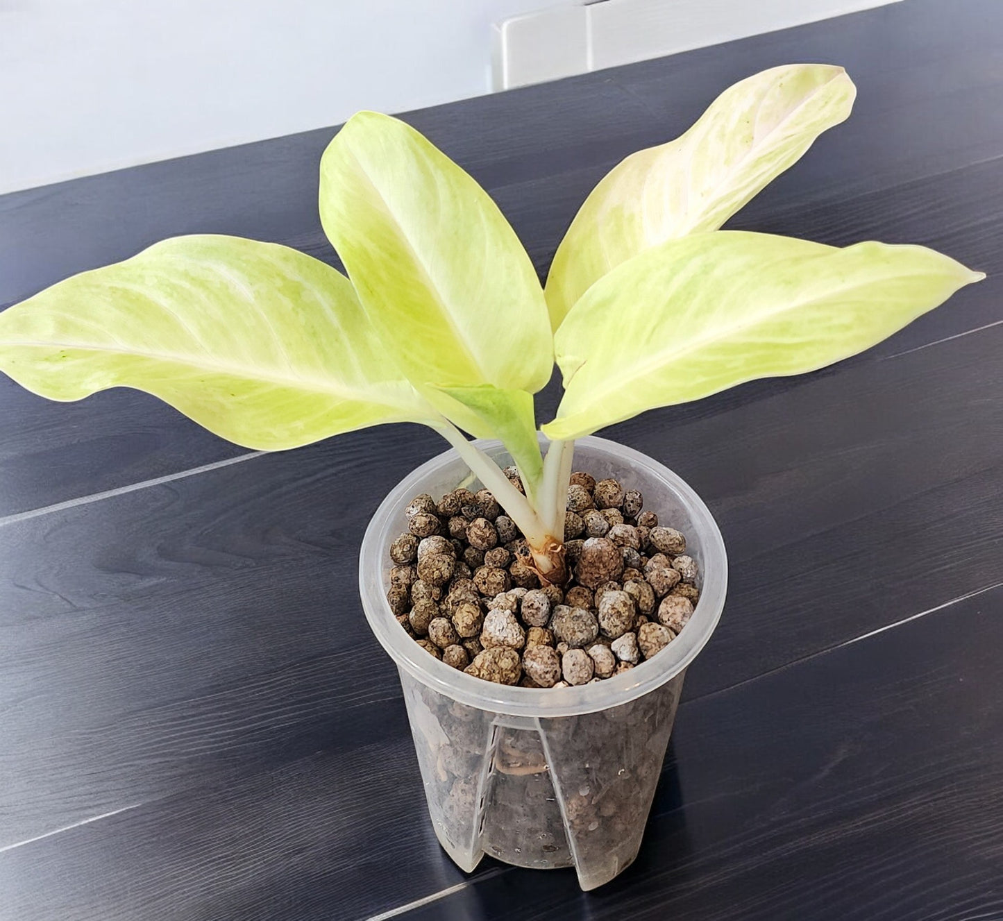 Aglaonema Sundrop