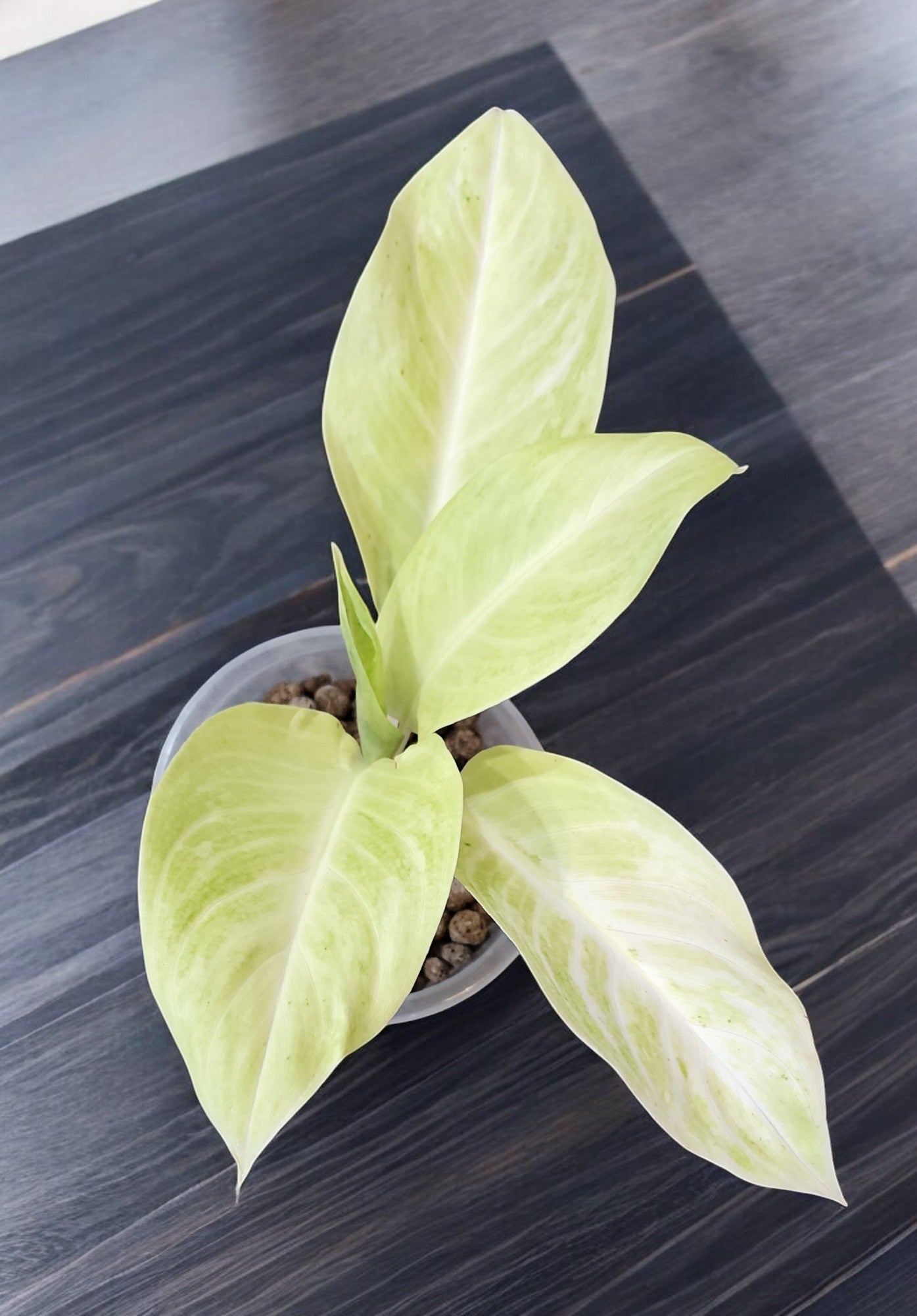 Aglaonema Sundrop