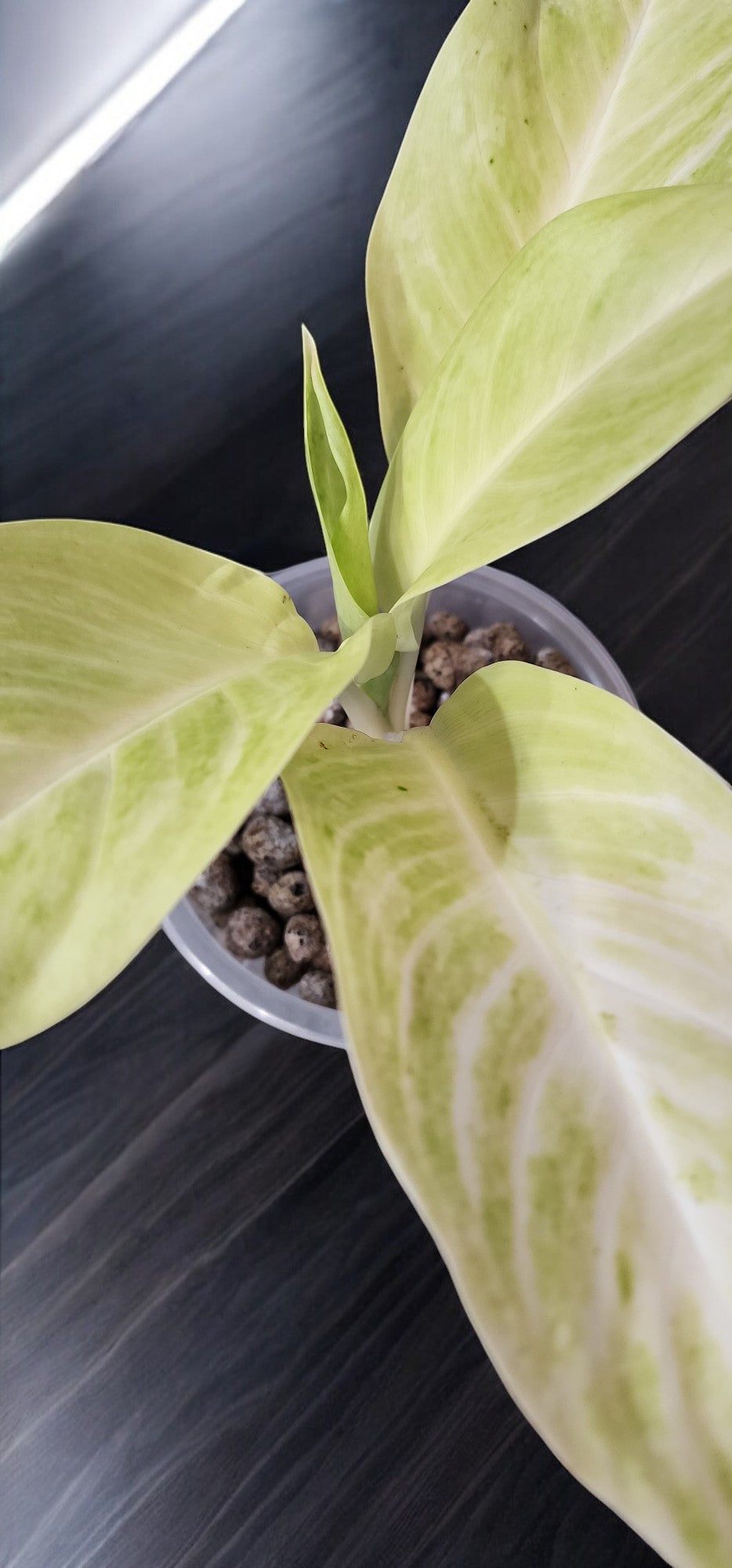 Aglaonema Sundrop