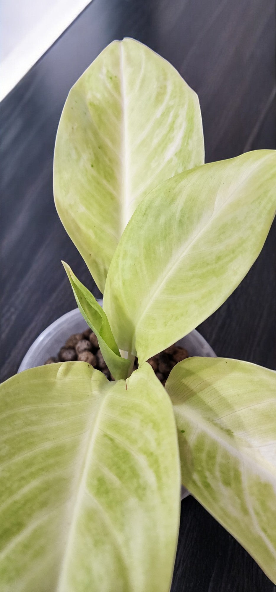 Aglaonema Sundrop