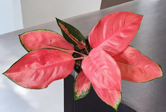 Aglaonema Pink Pearl