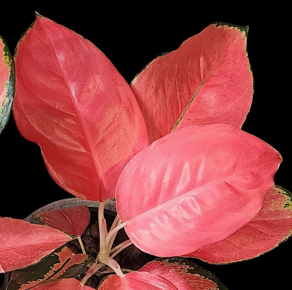 Aglaonema Pink Pearl