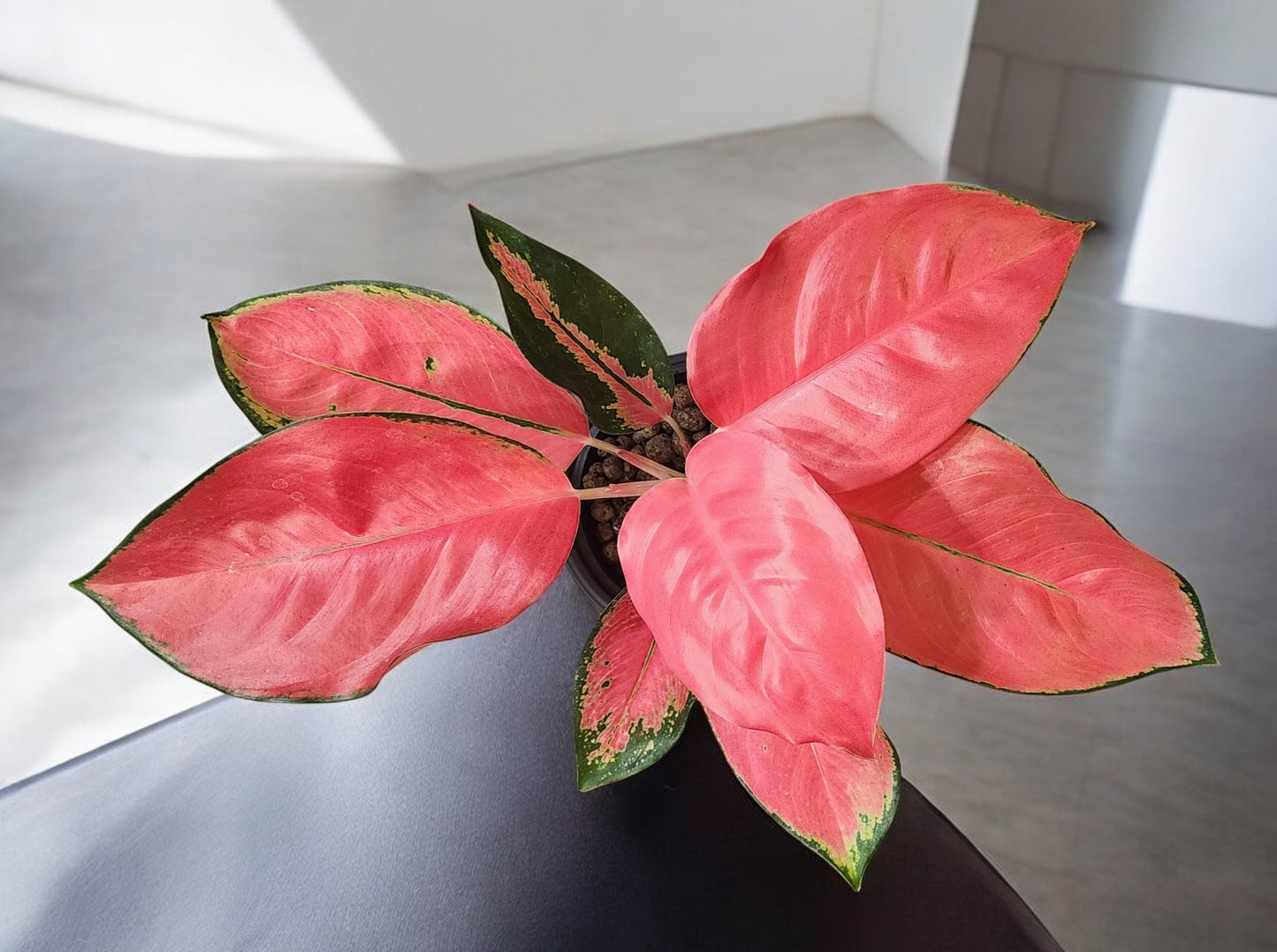 Aglaonema Pink Pearl