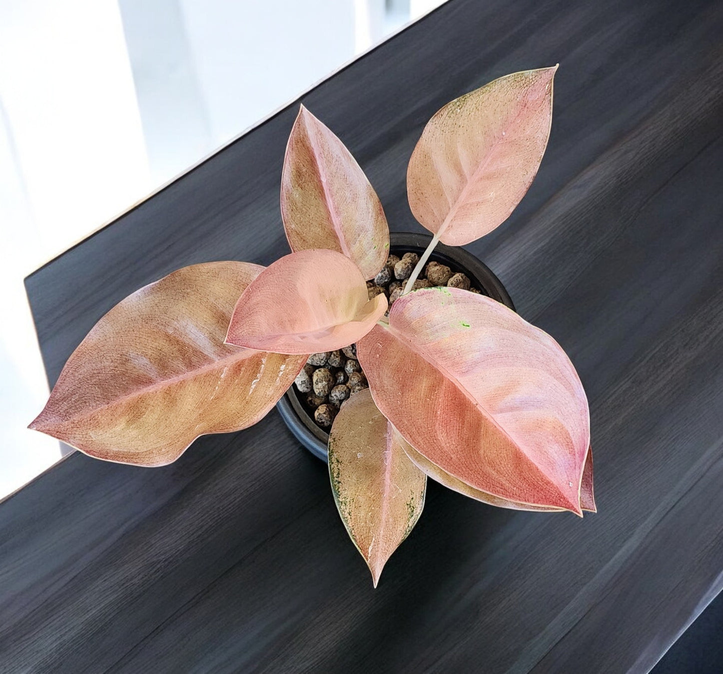 Aglaonema Pancawati Cochin