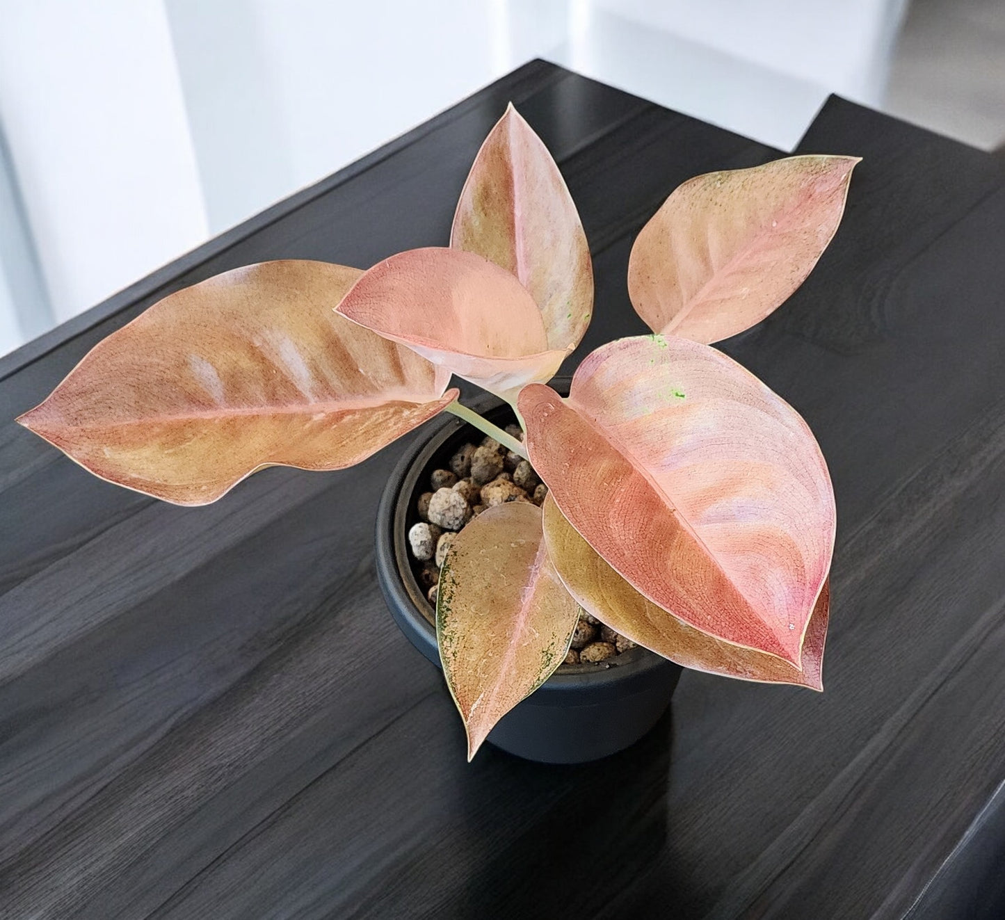 Aglaonema Pancawati Cochin