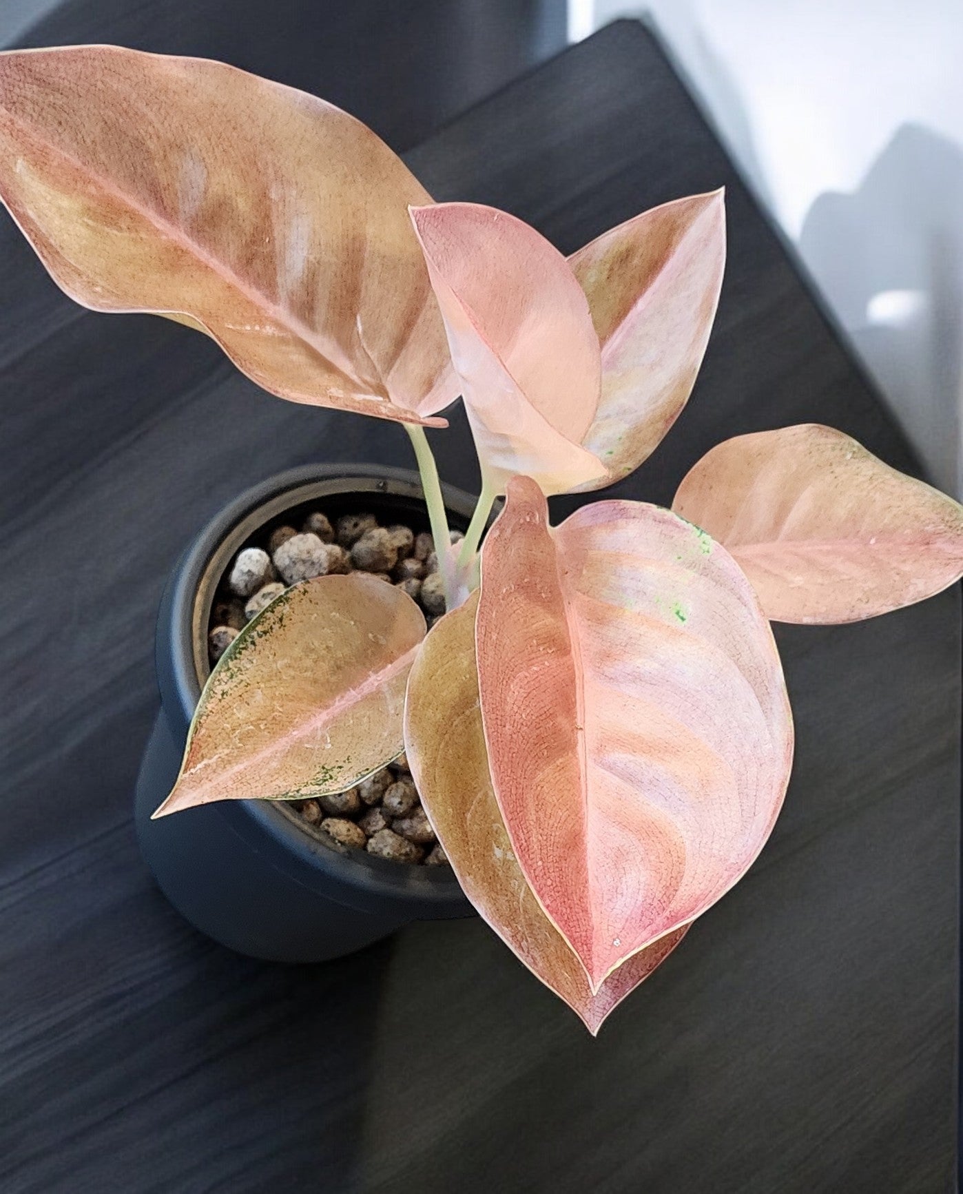 Aglaonema Pancawati Cochin