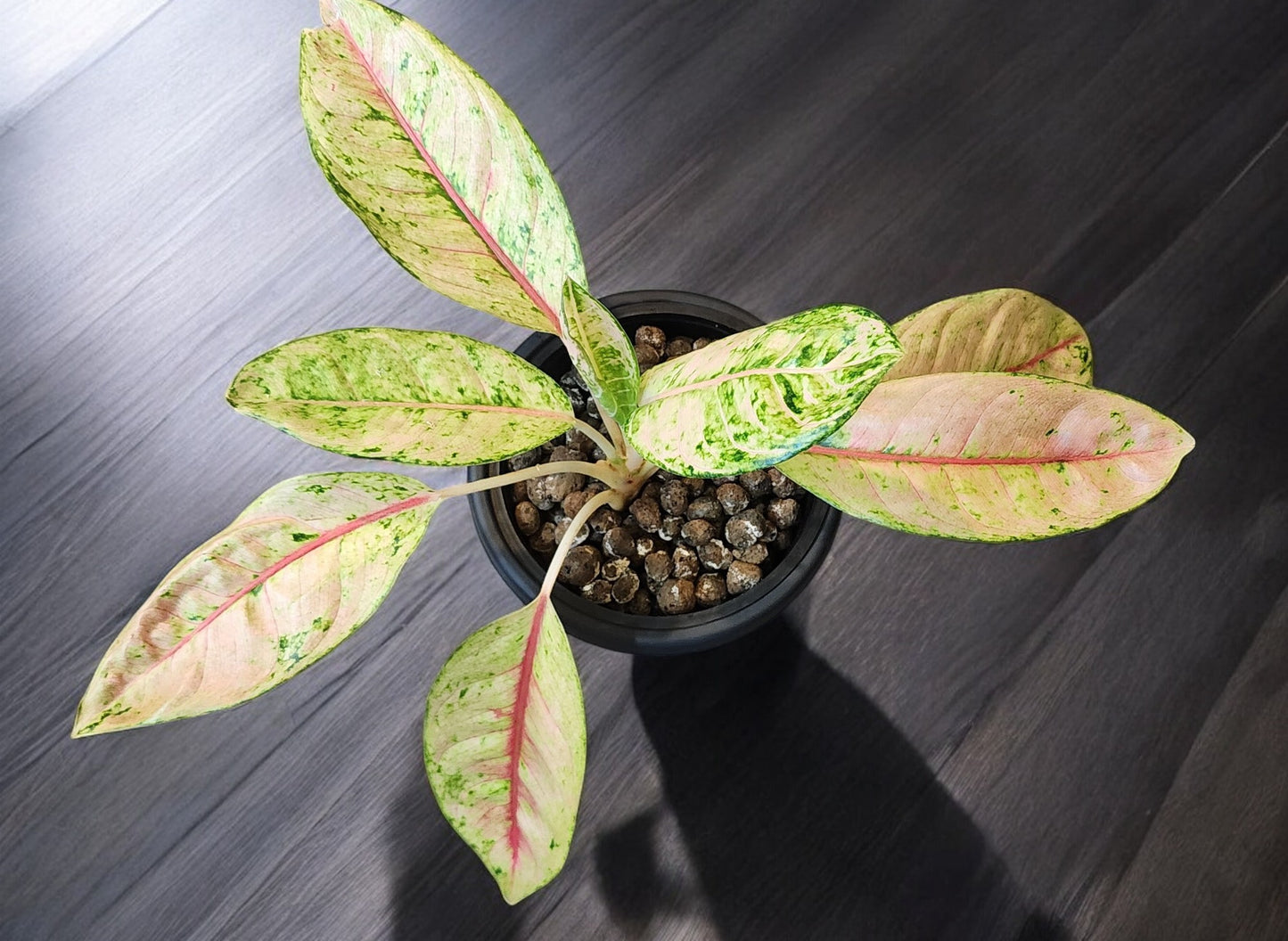 Aglaonema Doña Carmen Mutation