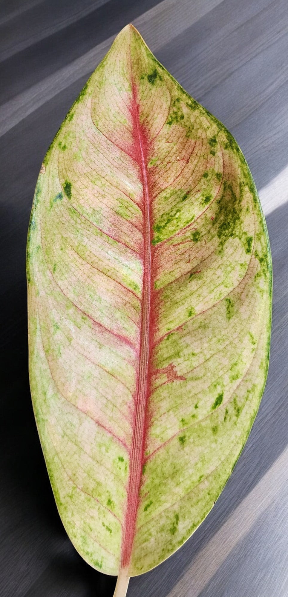 Aglaonema Doña Carmen Mutation