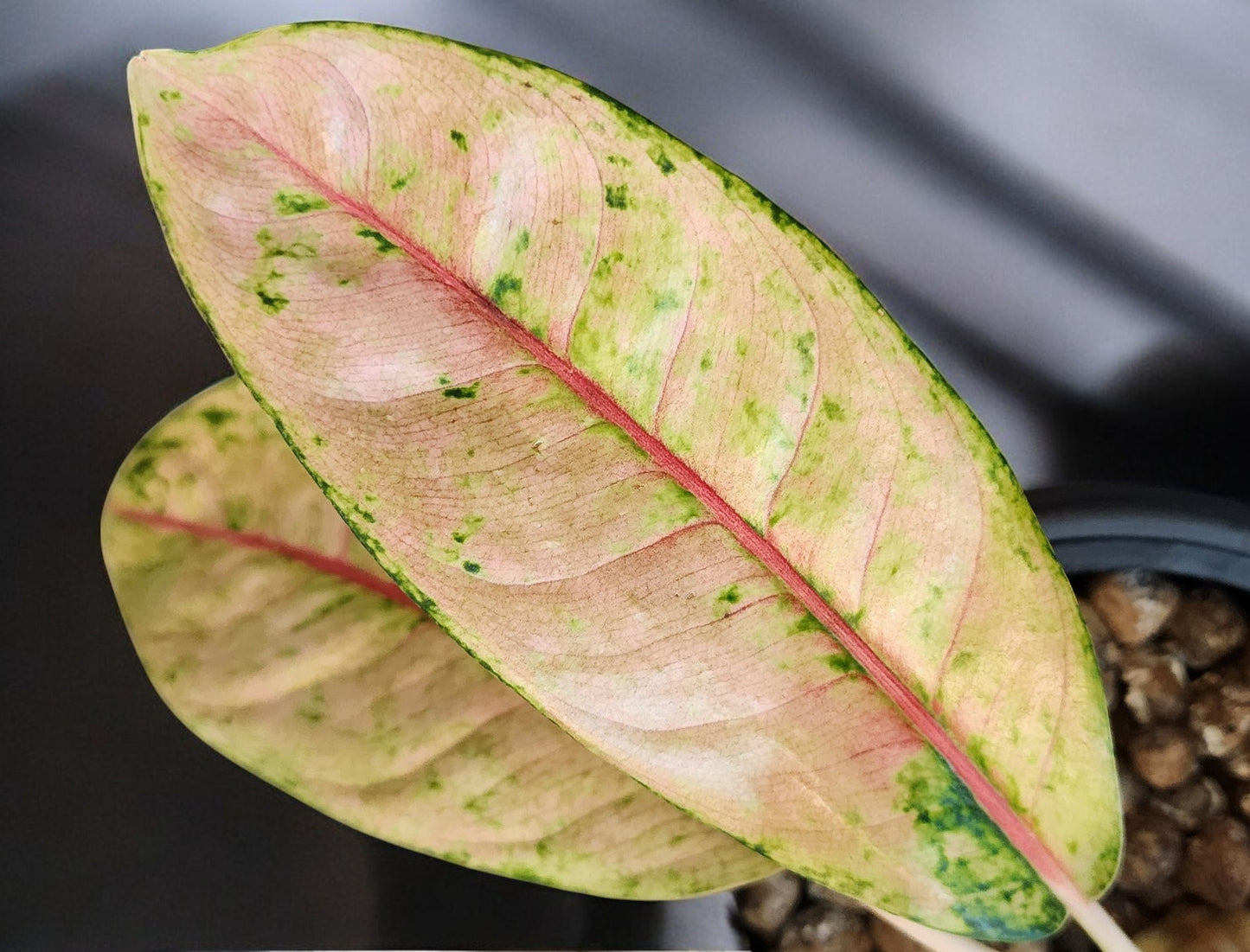 Aglaonema Doña Carmen Mutation