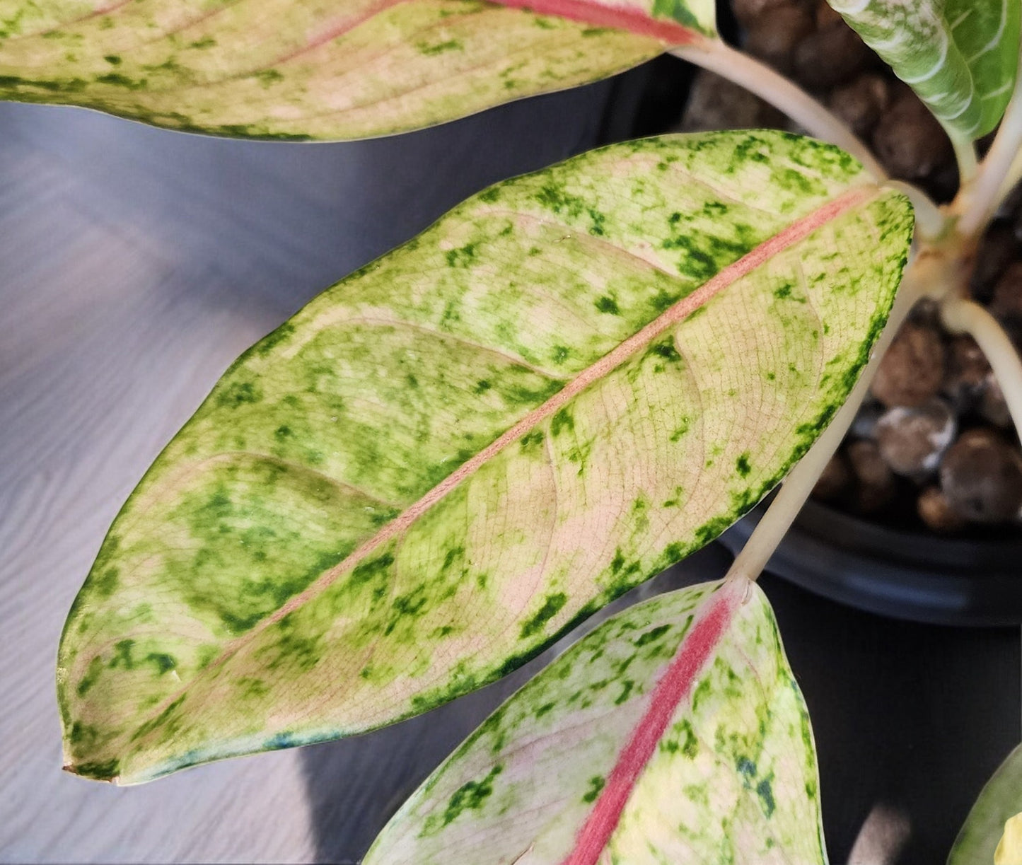 Aglaonema Doña Carmen Mutation