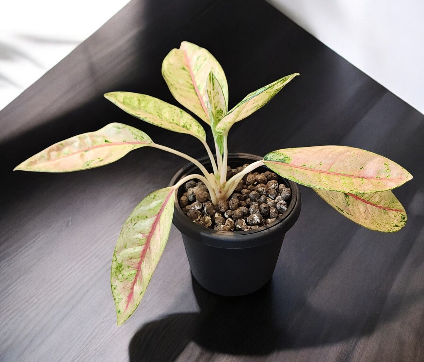 Aglaonema Doña Carmen Mutation