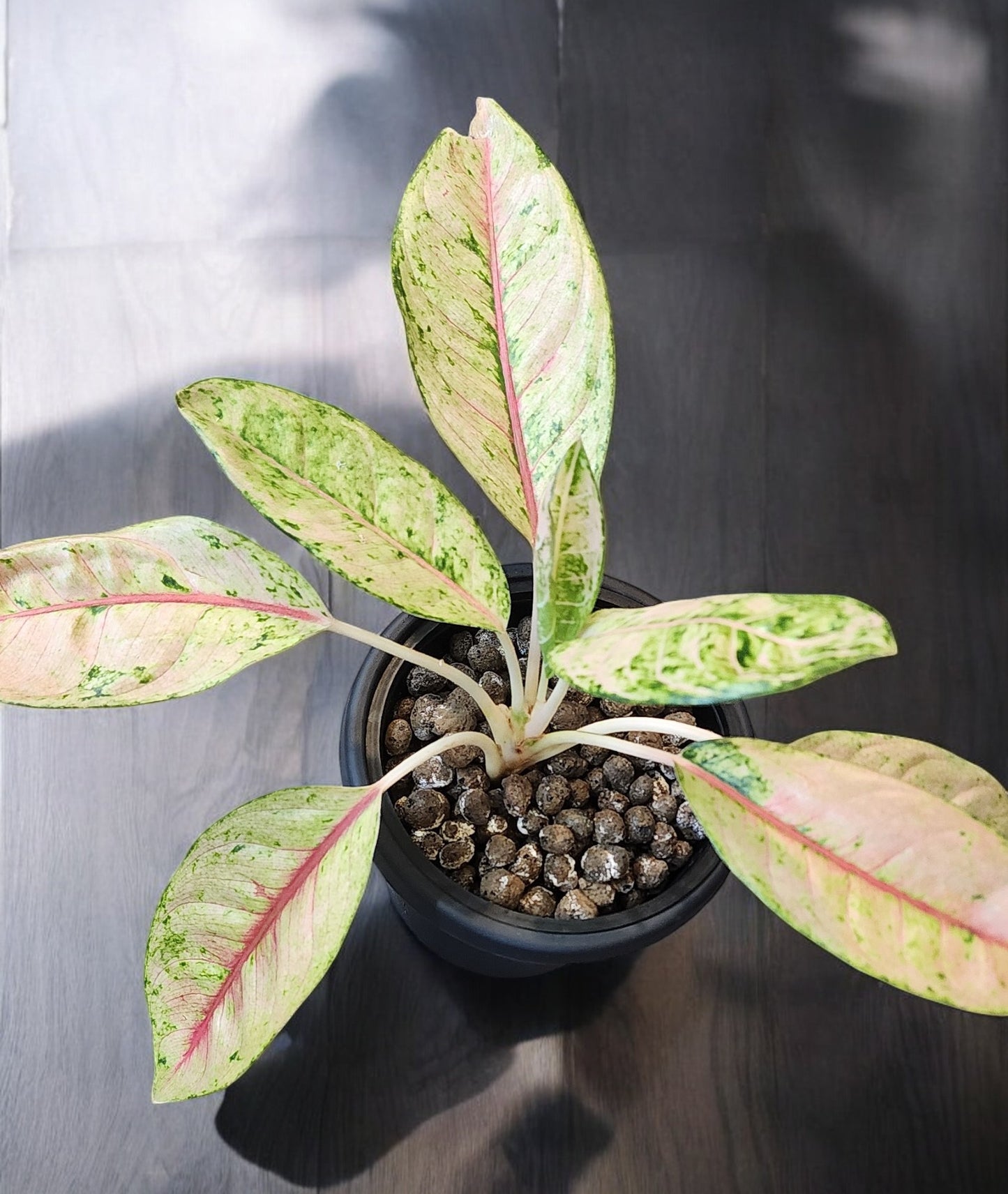 Aglaonema Doña Carmen Mutation