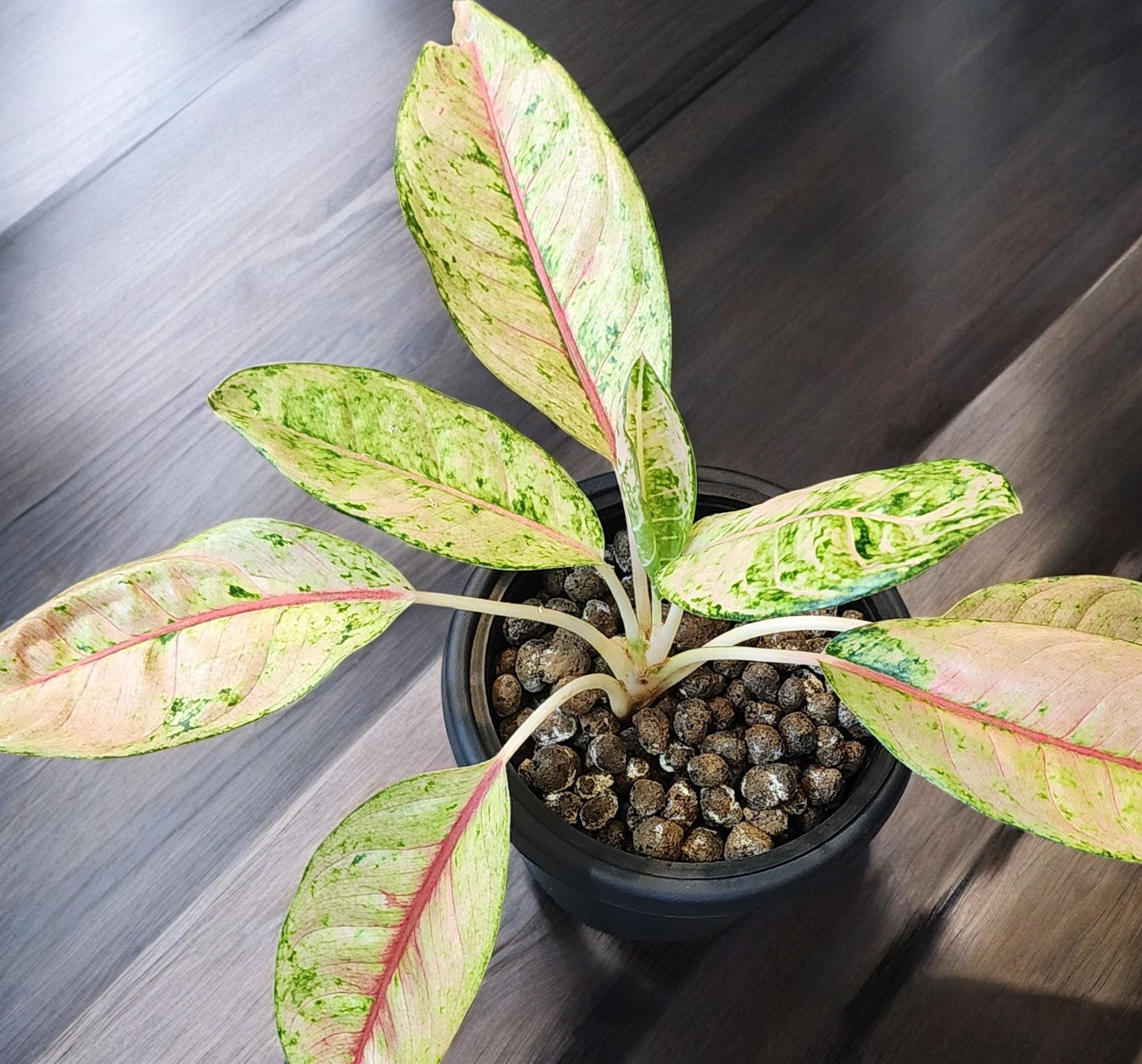 Aglaonema Doña Carmen Mutation