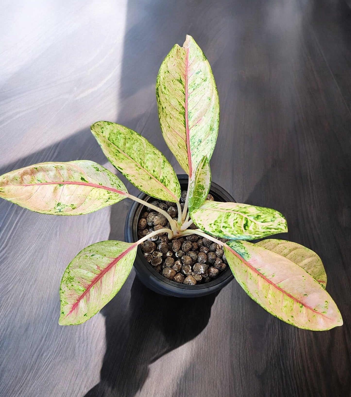 Aglaonema Doña Carmen Mutation