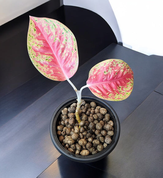 Aglaonema Mahasetti