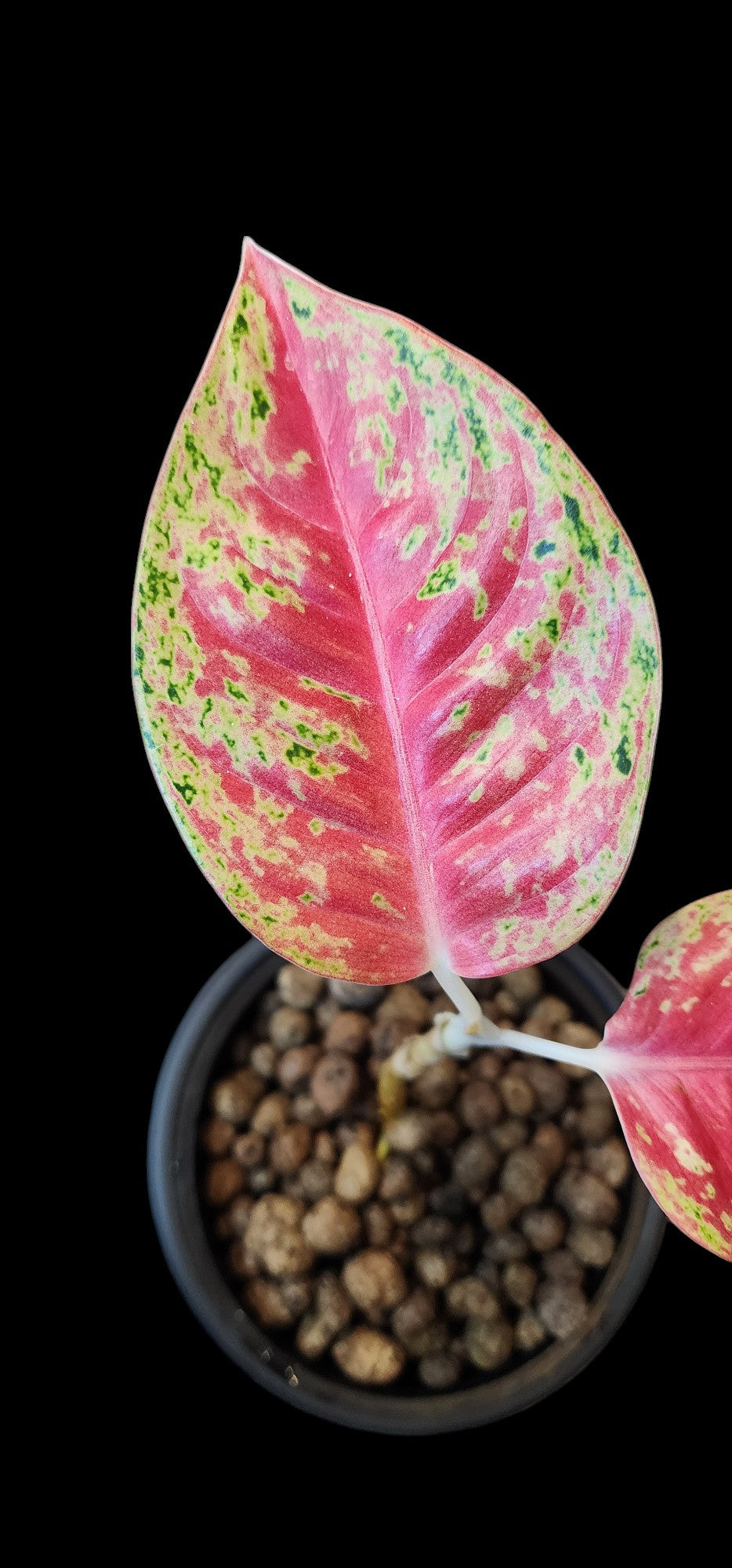 Aglaonema Mahasetti