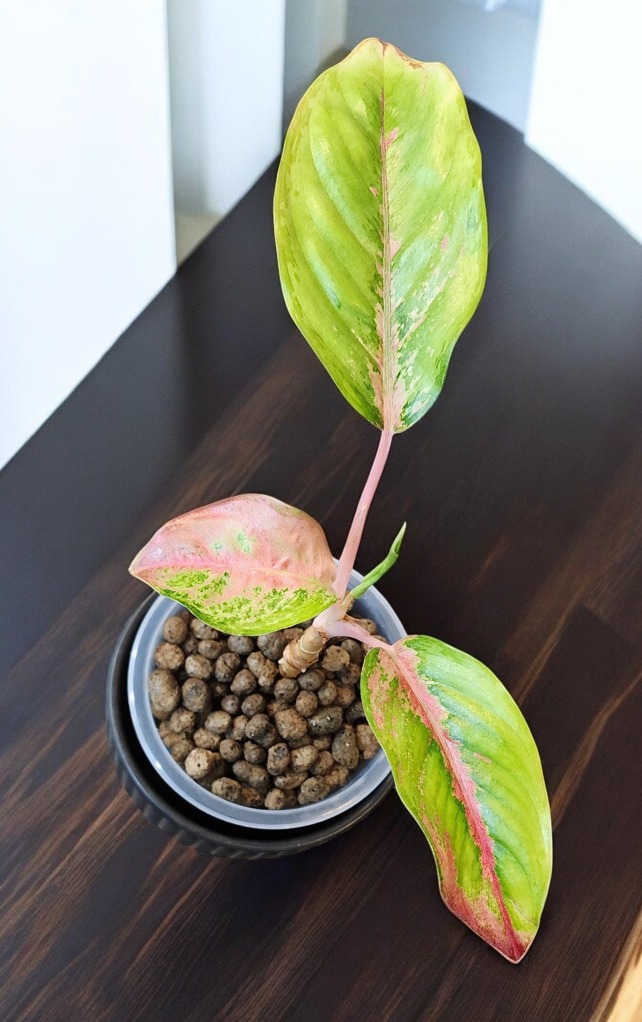 Aglaonema Golden Crown