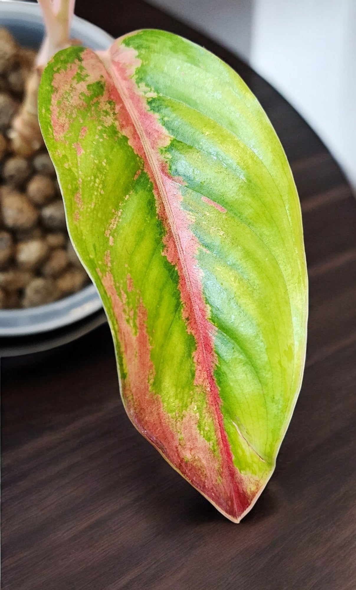 Aglaonema Golden Crown