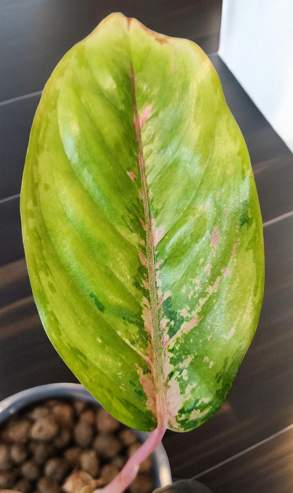 Aglaonema Golden Crown