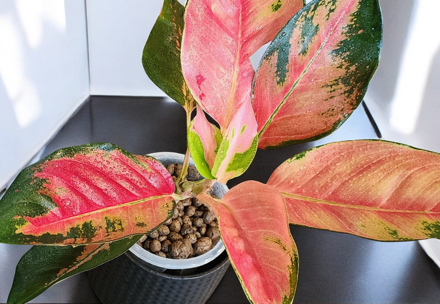 Aglaonema Orange Suksom