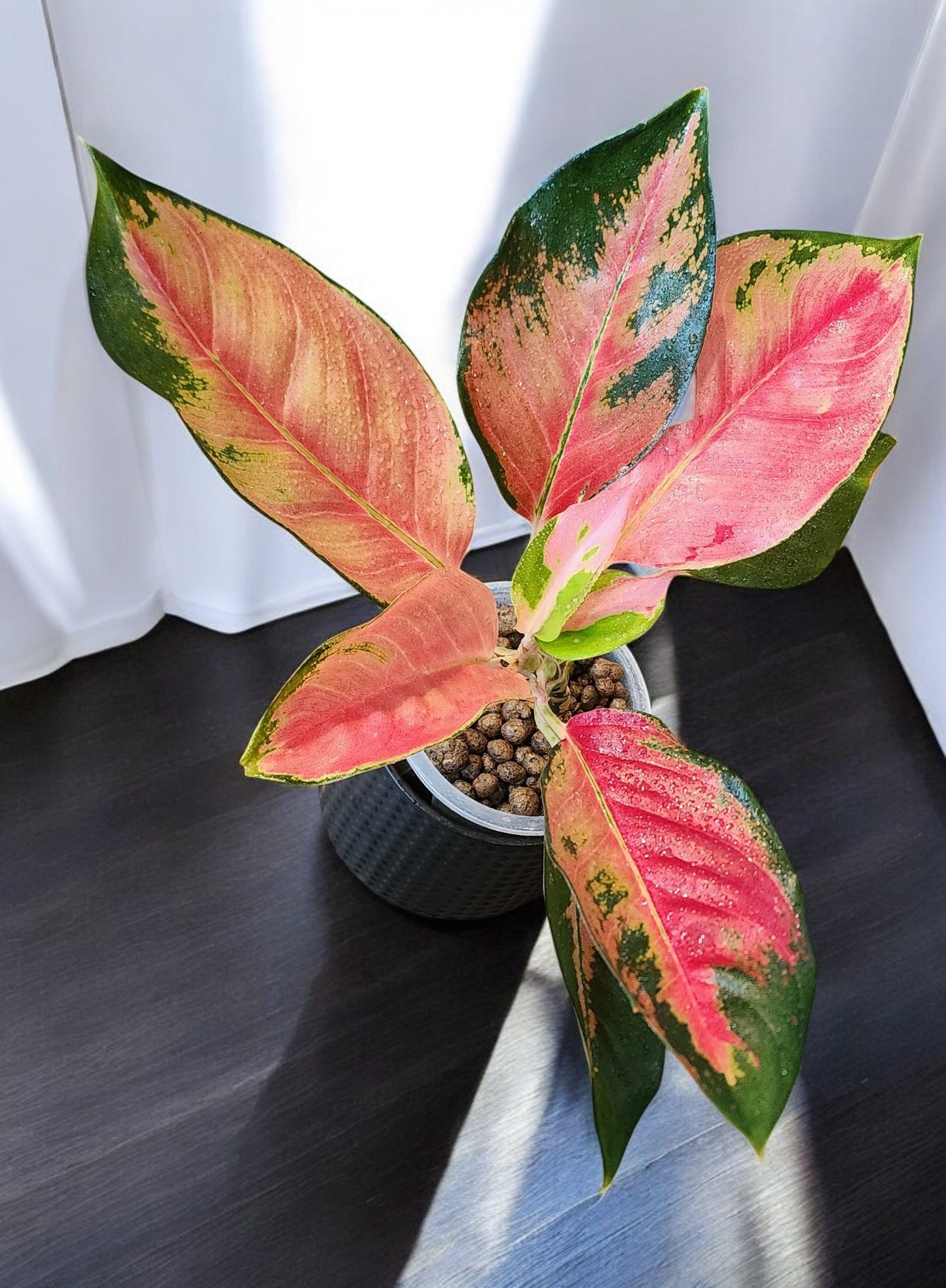 Aglaonema Orange Suksom