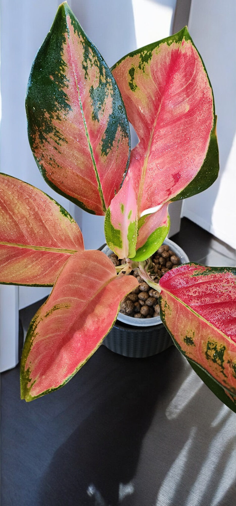 Aglaonema Orange Suksom