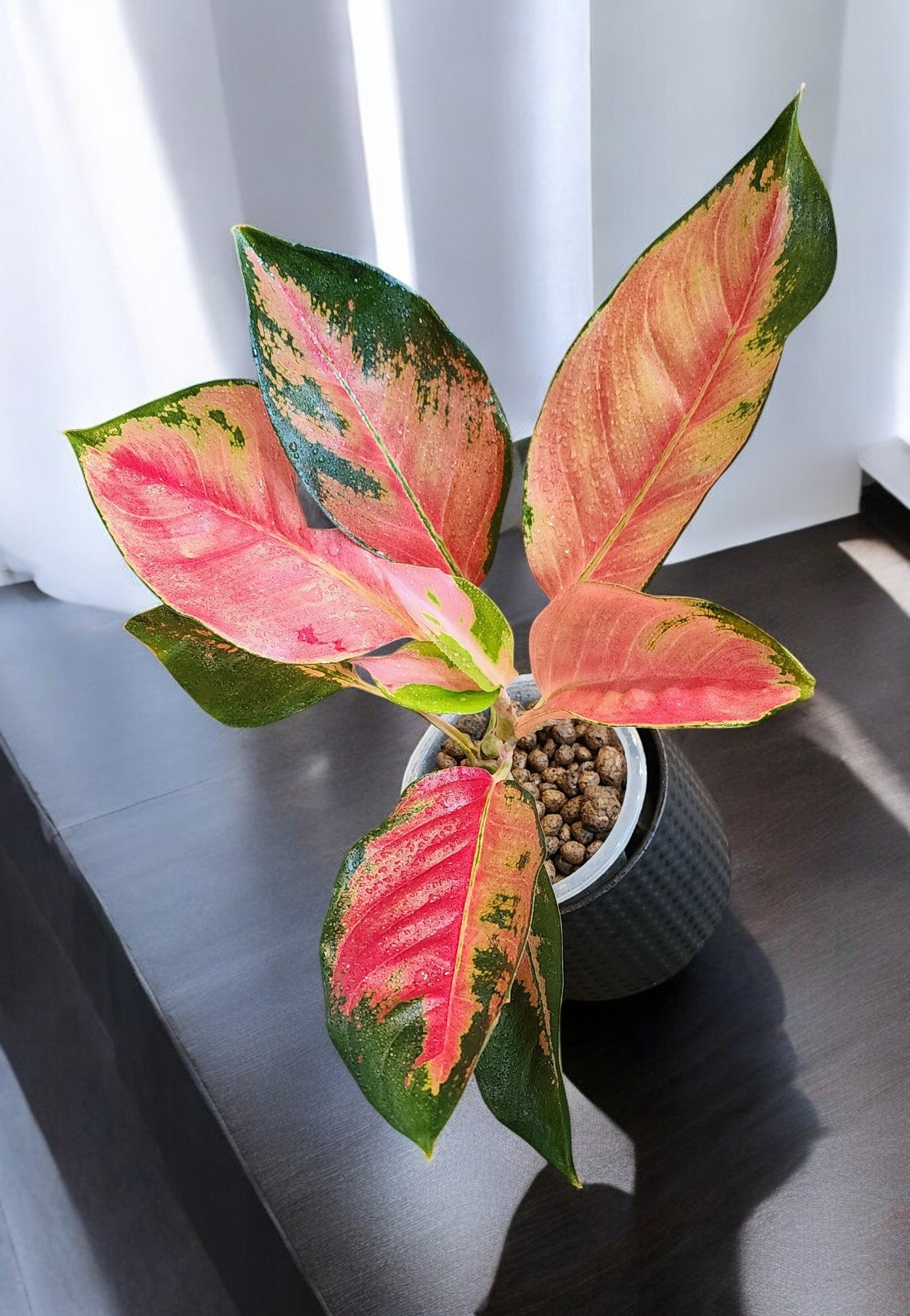 Aglaonema Orange Suksom