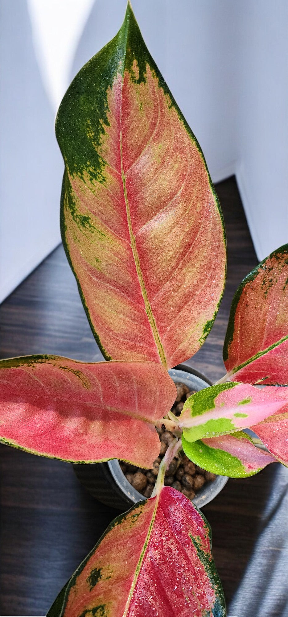 Aglaonema Orange Suksom