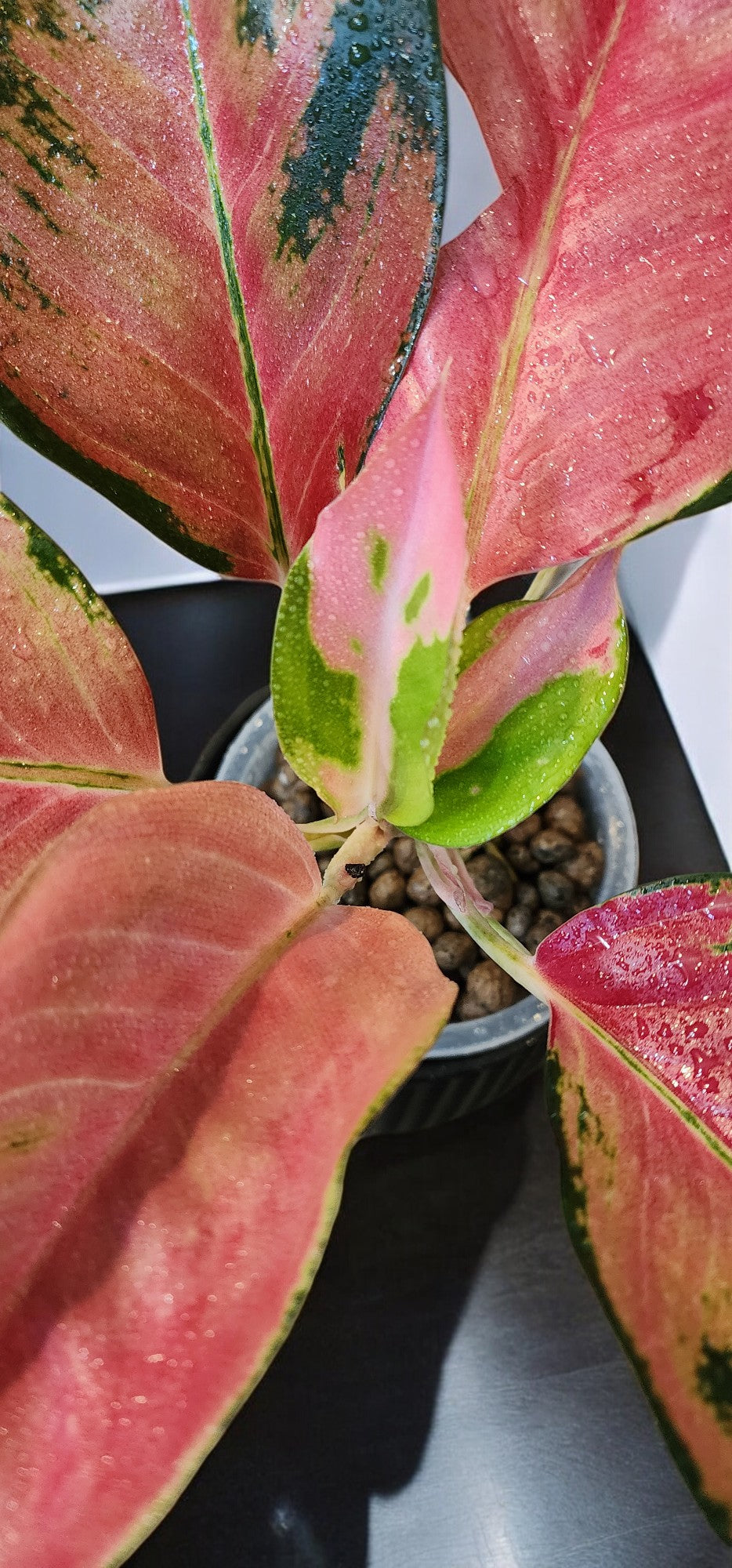 Aglaonema Orange Suksom