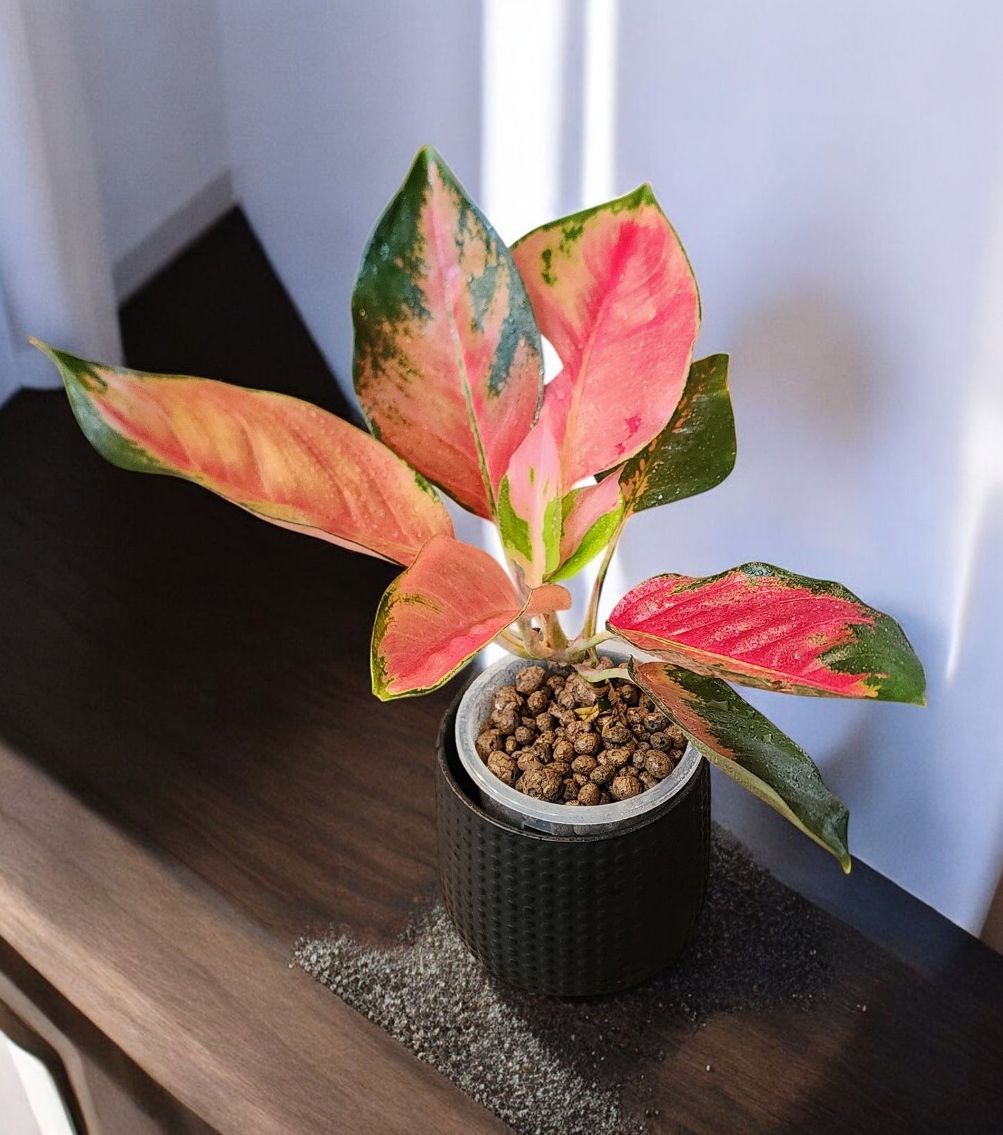 Aglaonema Orange Suksom