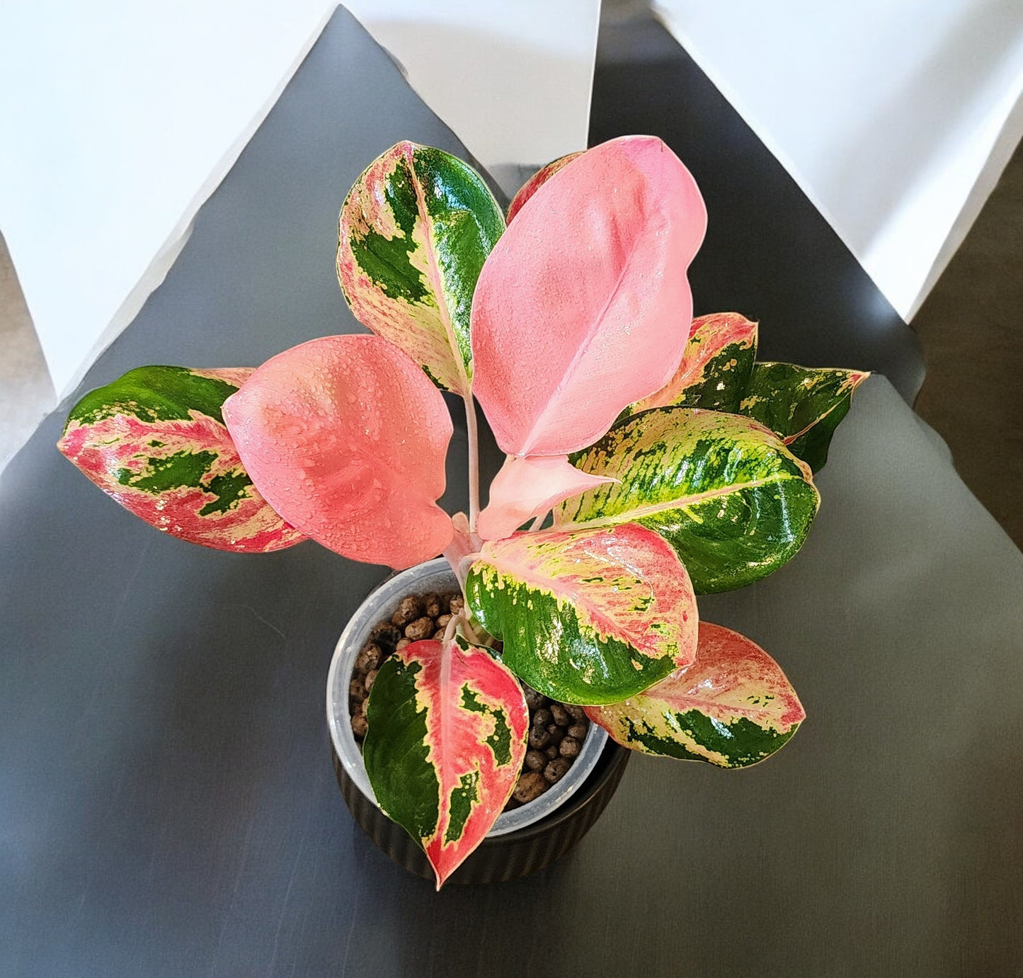 Aglaonema Hello Kitty