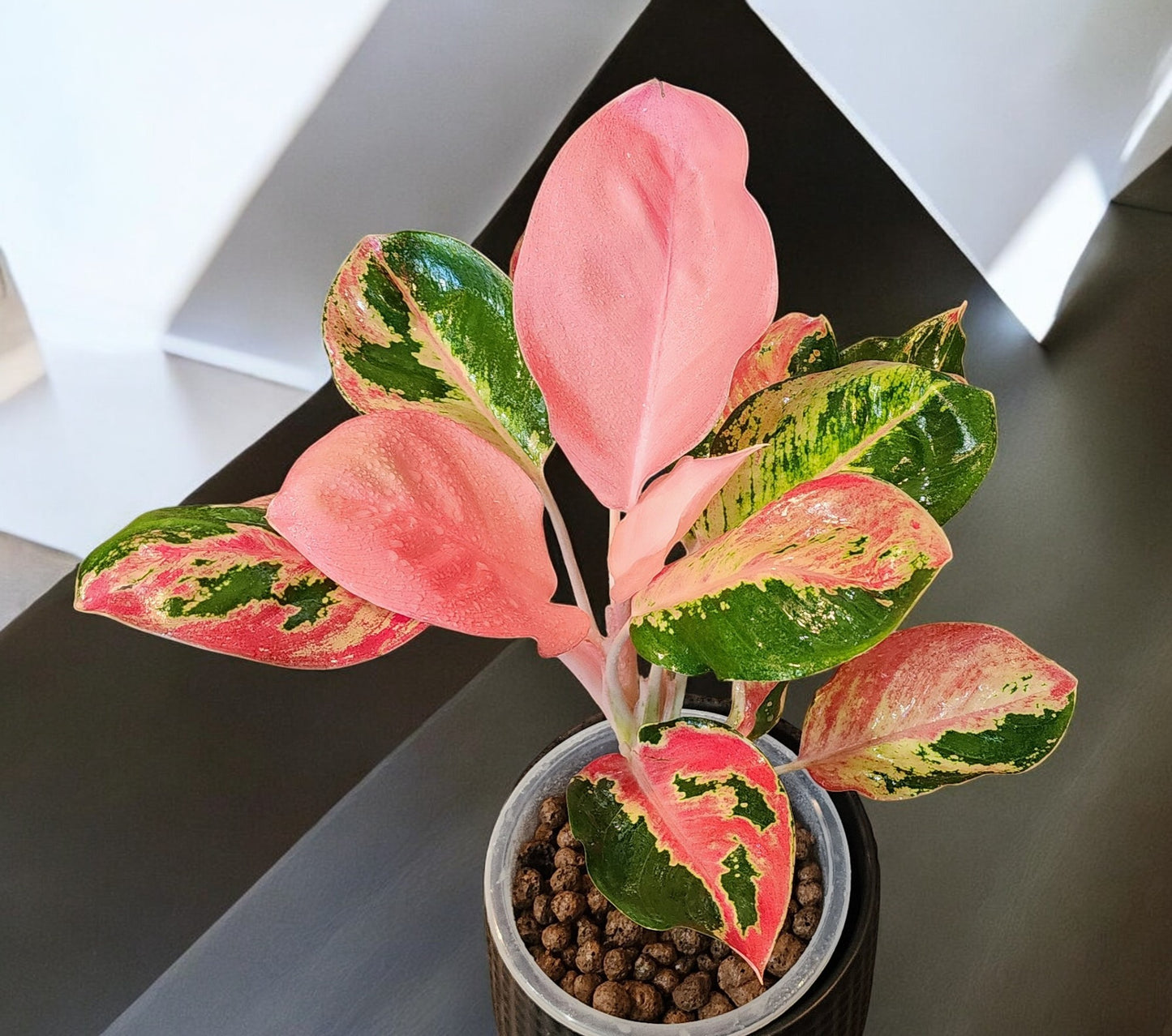 Aglaonema Hello Kitty