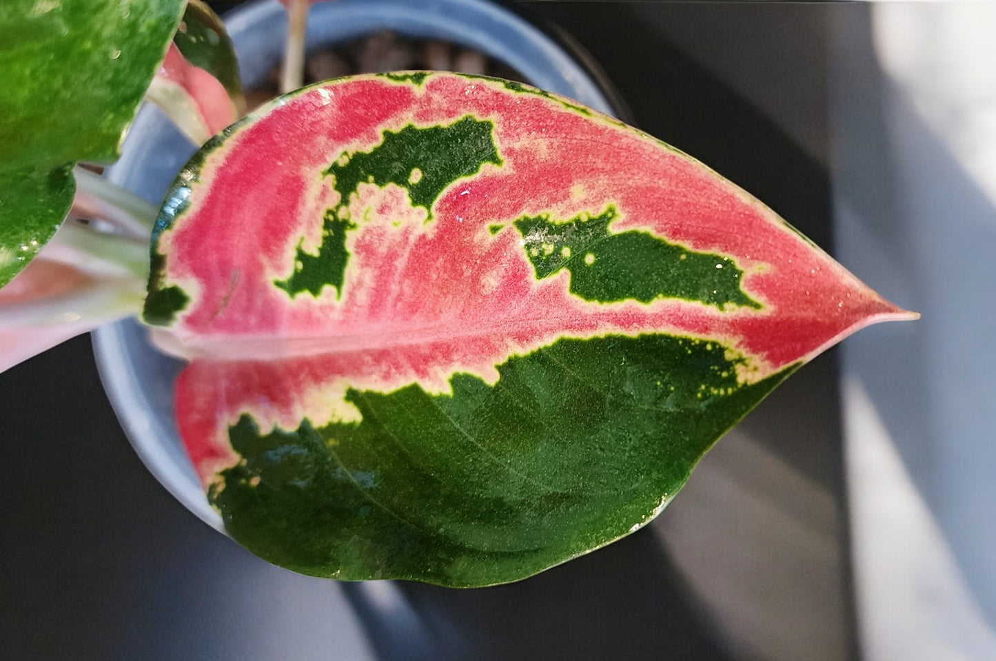 Aglaonema Hello Kitty