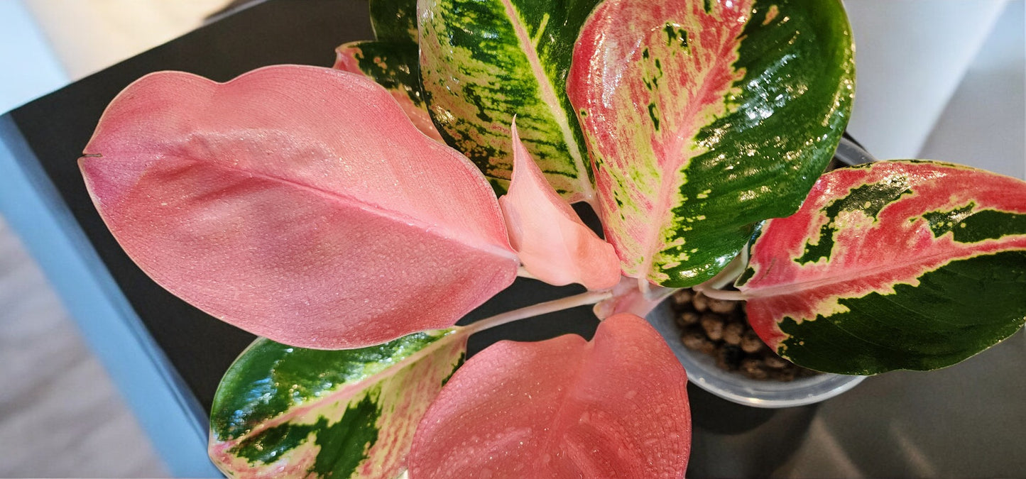 Aglaonema Hello Kitty