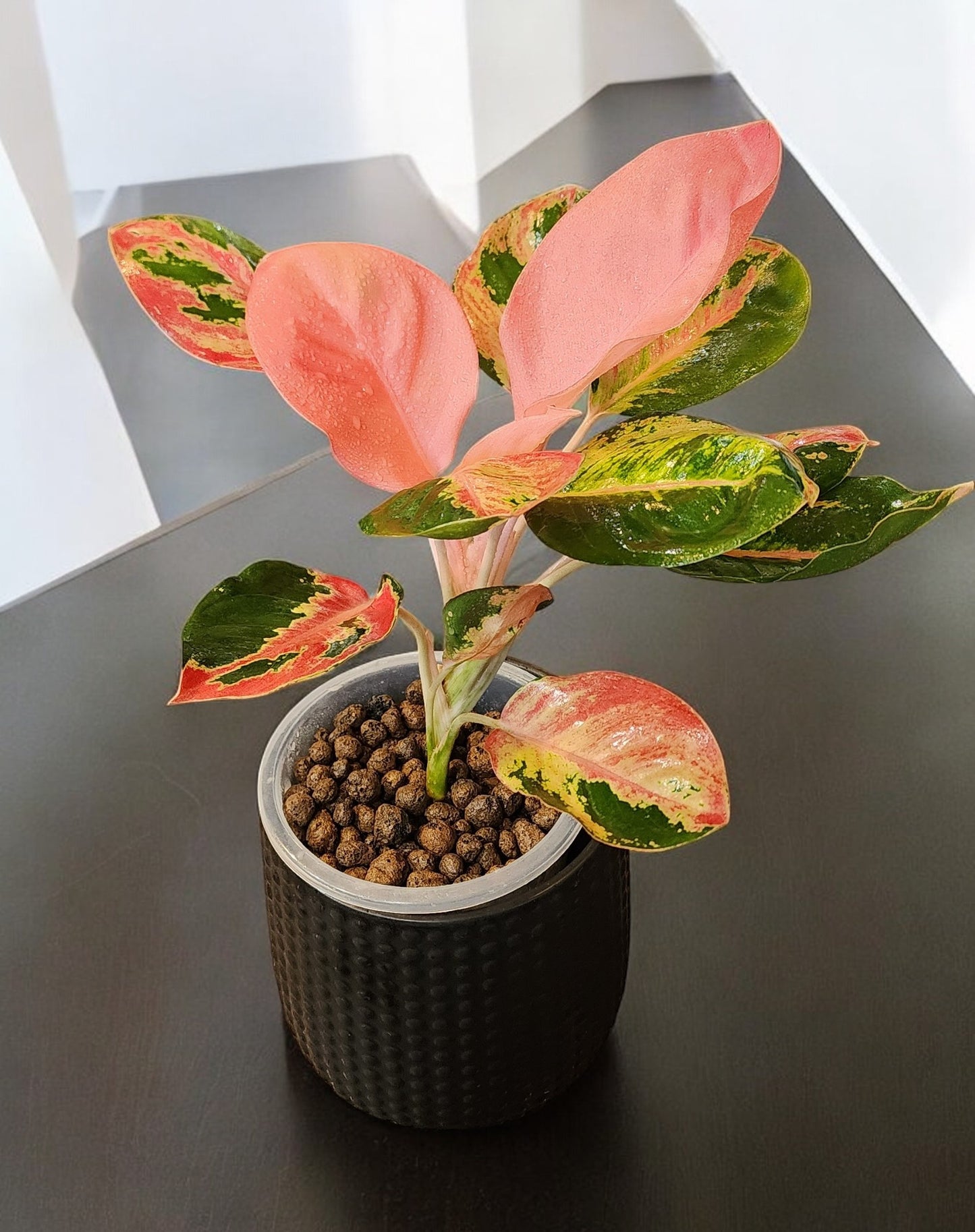 Aglaonema Hello Kitty