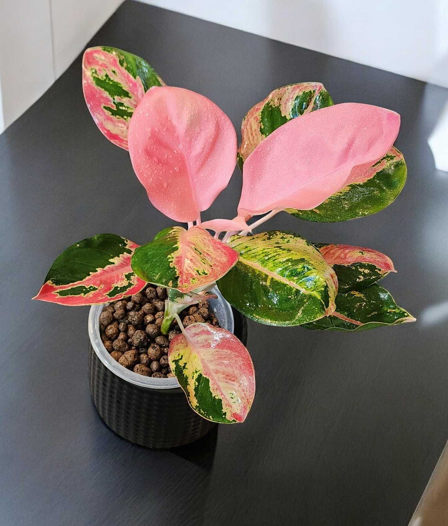 Aglaonema Hello Kitty