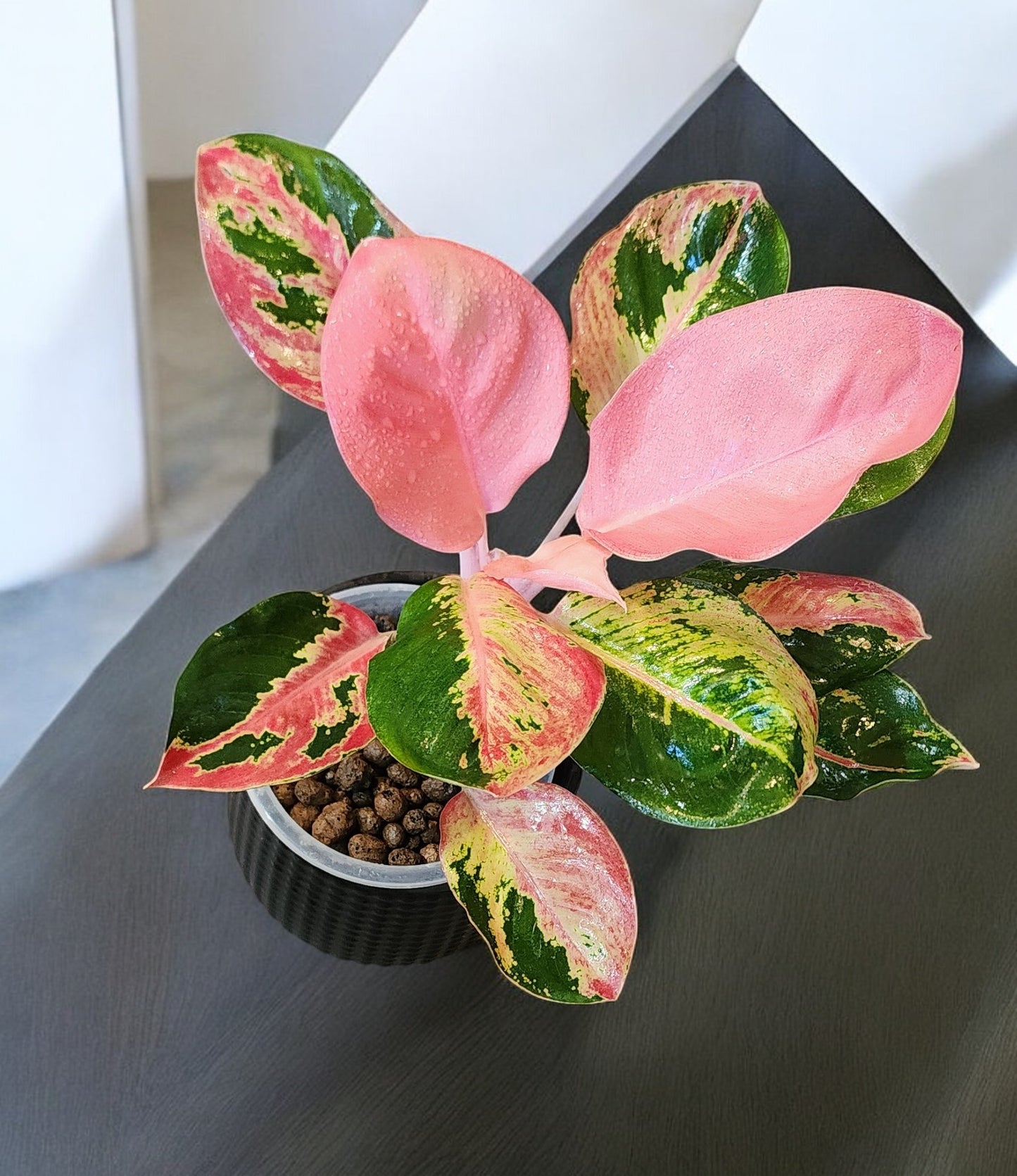 Aglaonema Hello Kitty