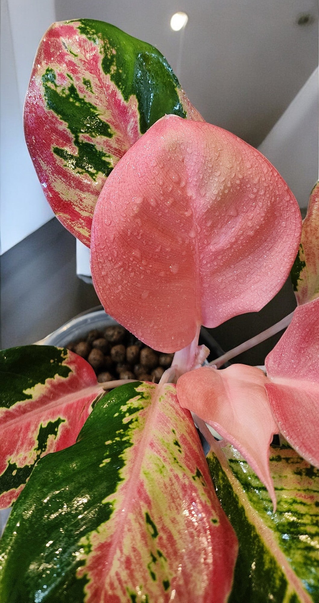 Aglaonema Hello Kitty