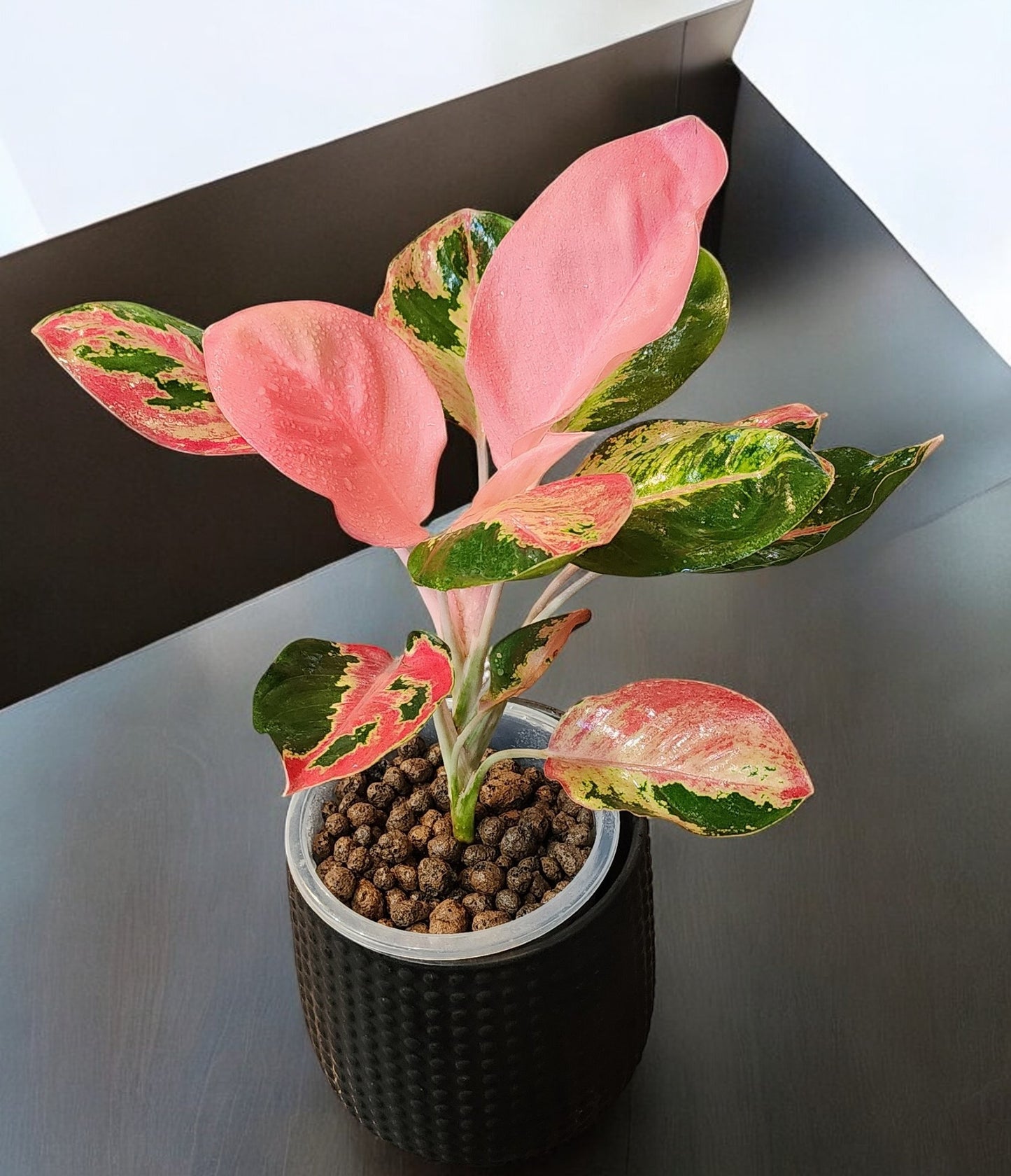 Aglaonema Hello Kitty