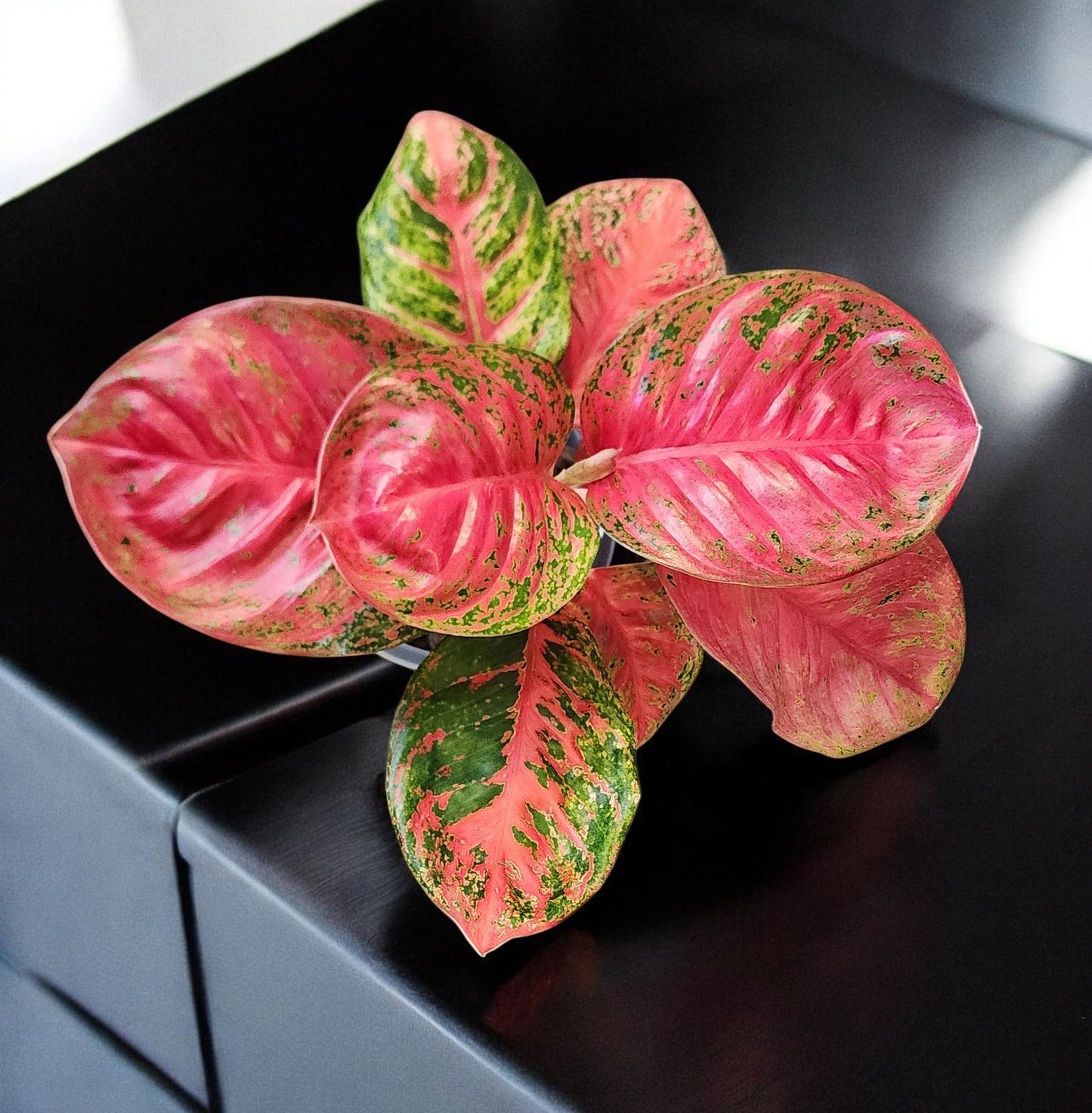 Aglaonema Orange Sombat