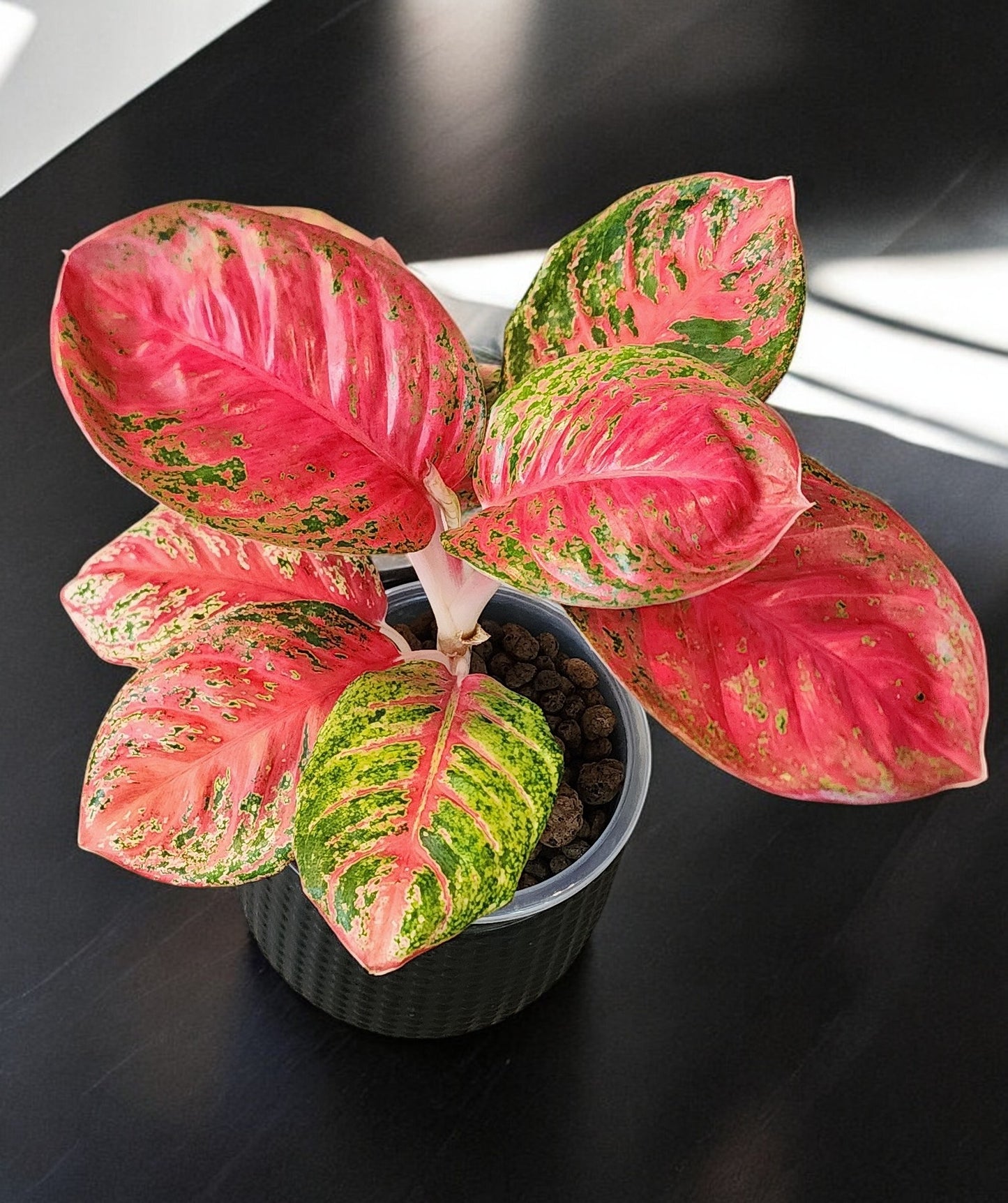 Aglaonema Orange Sombat