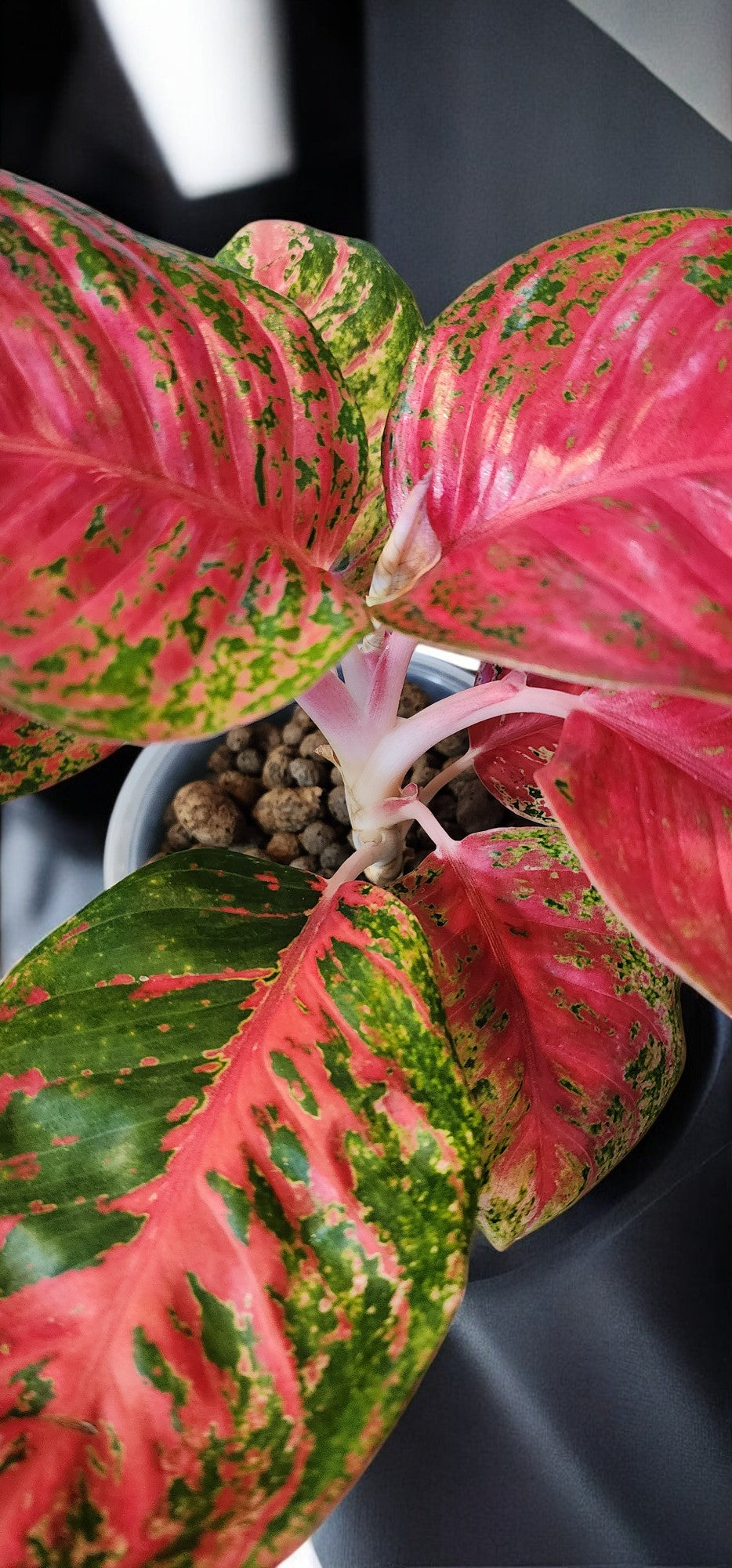 Aglaonema Orange Sombat