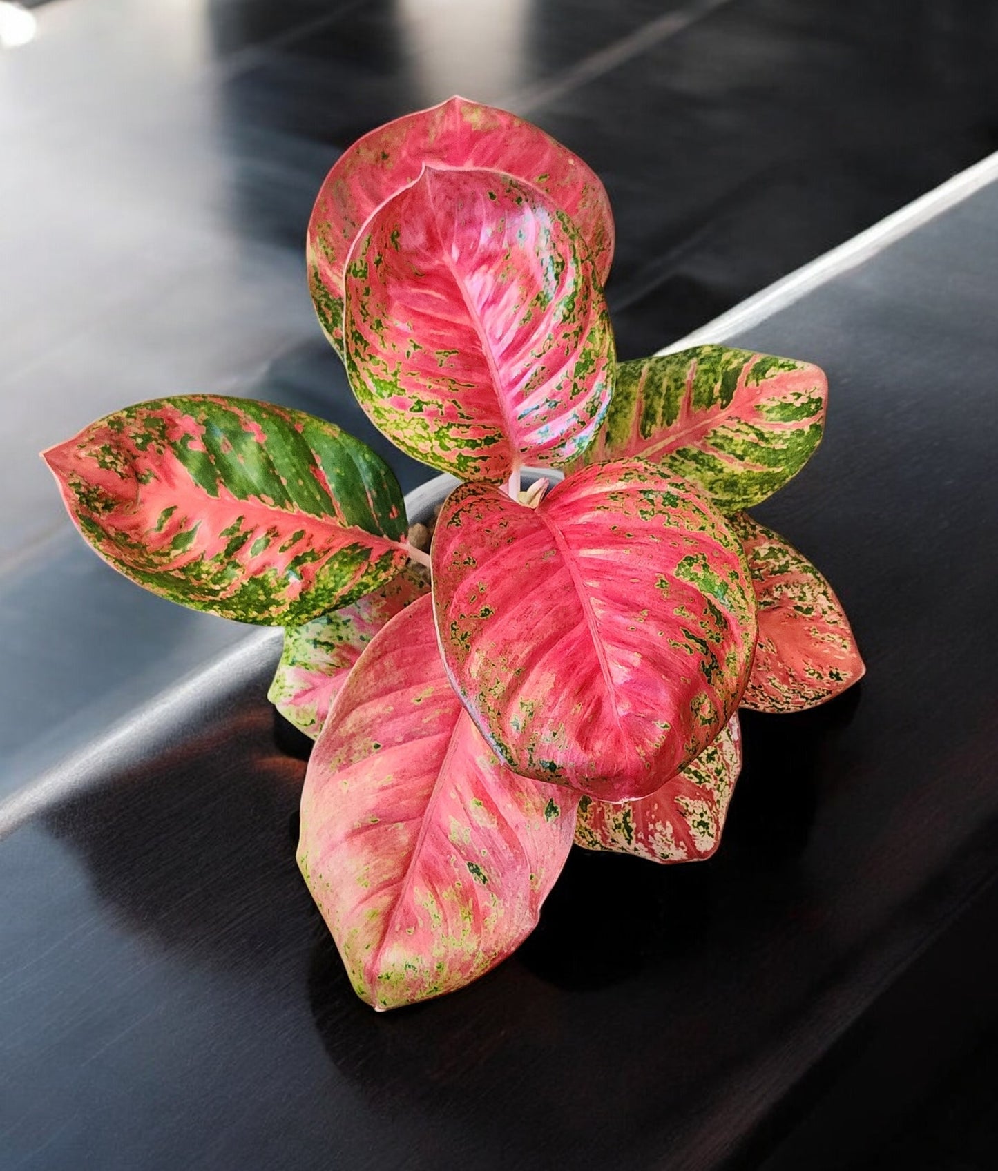 Aglaonema Orange Sombat