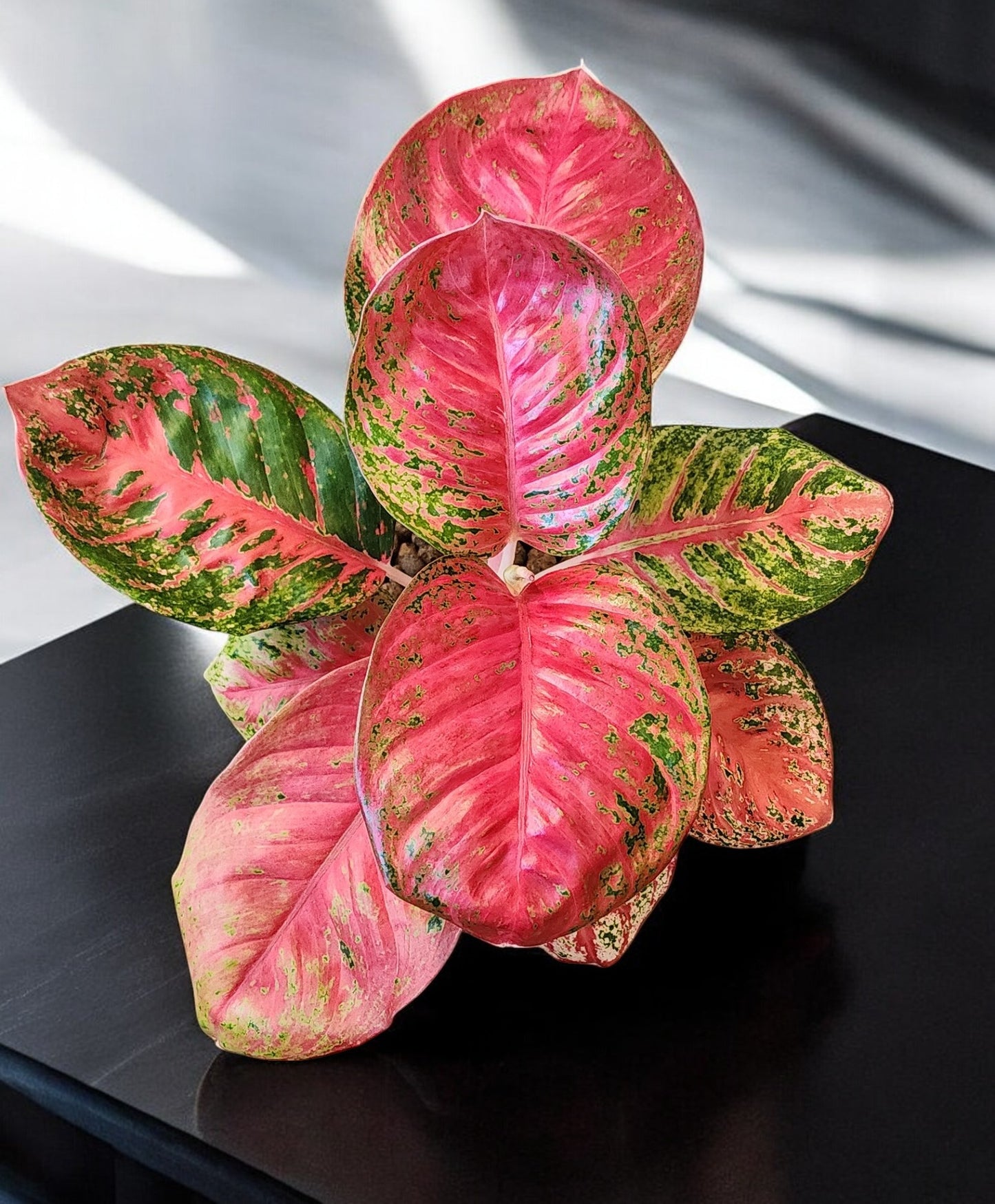 Aglaonema Orange Sombat