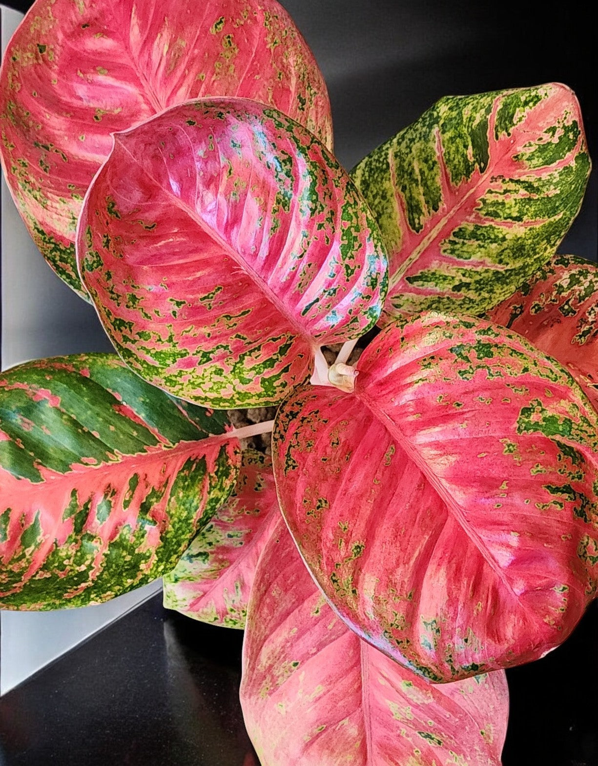 Aglaonema Orange Sombat