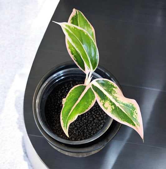 Aglaonema Pink Siam Aurora