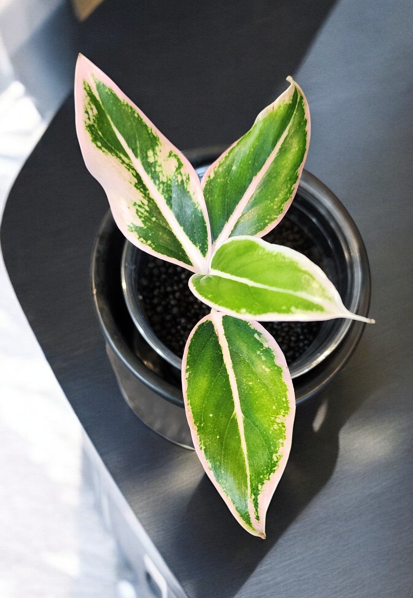 Aglaonema Pink Siam Aurora