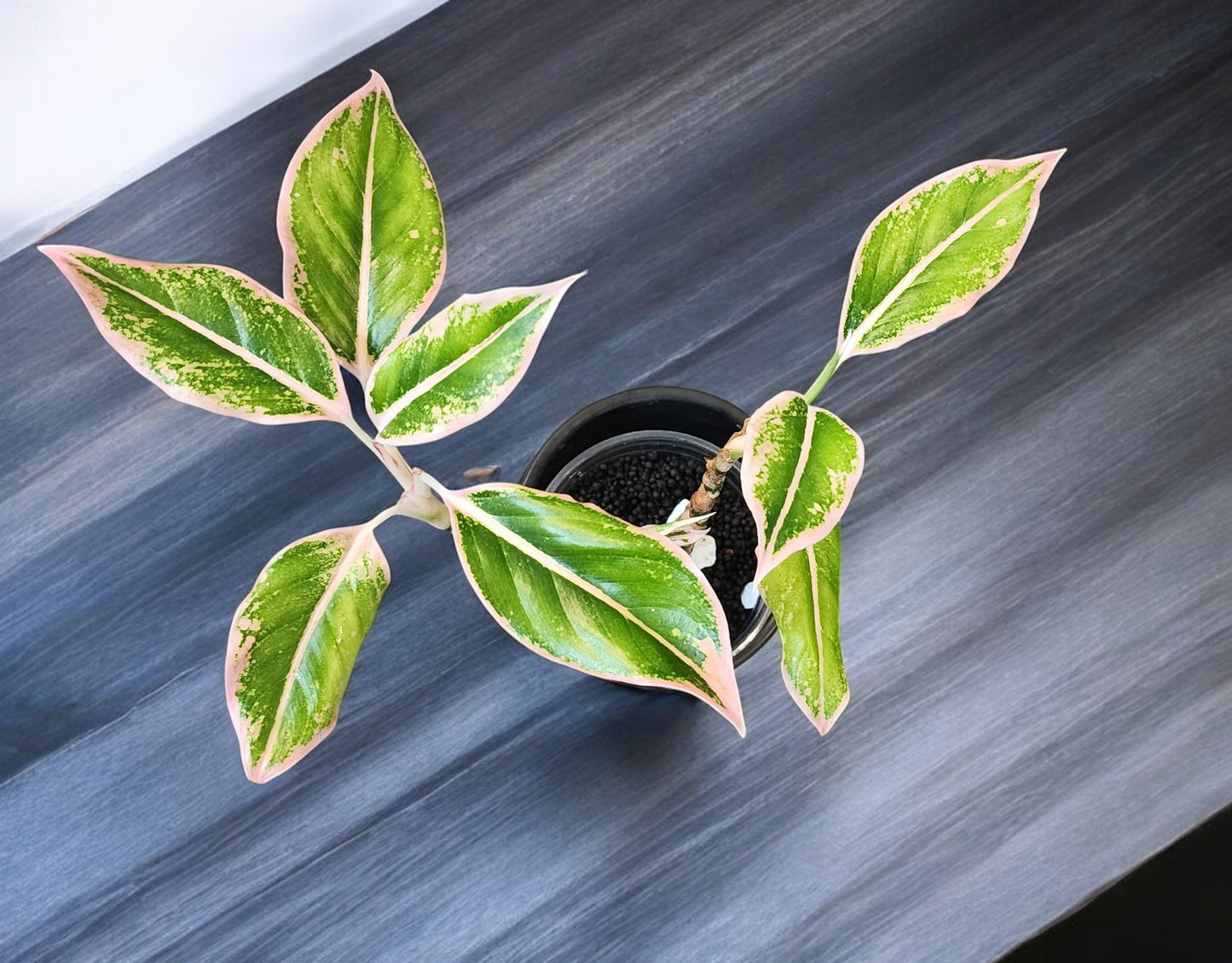 Aglaonema Pink Siam Aurora with 3 plants in the pot!