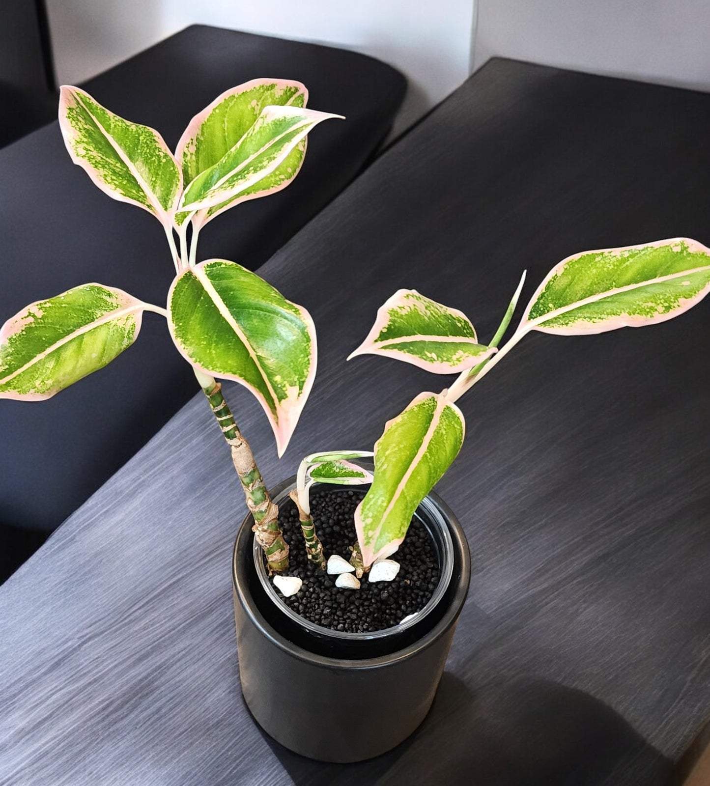 Aglaonema Pink Siam Aurora with 3 plants in the pot!